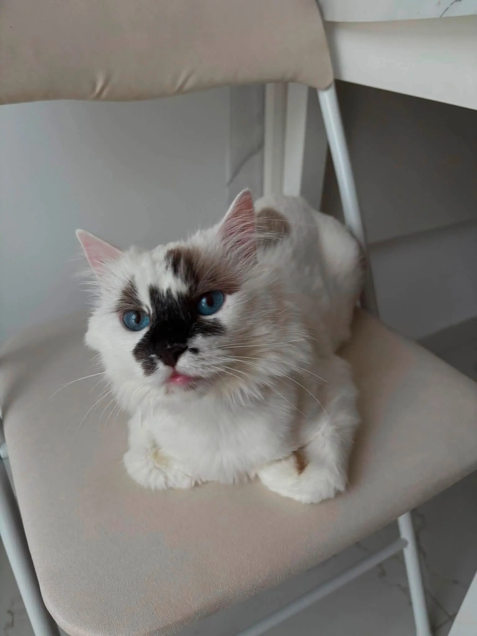 🐈 Elsa caută o casă nouă
