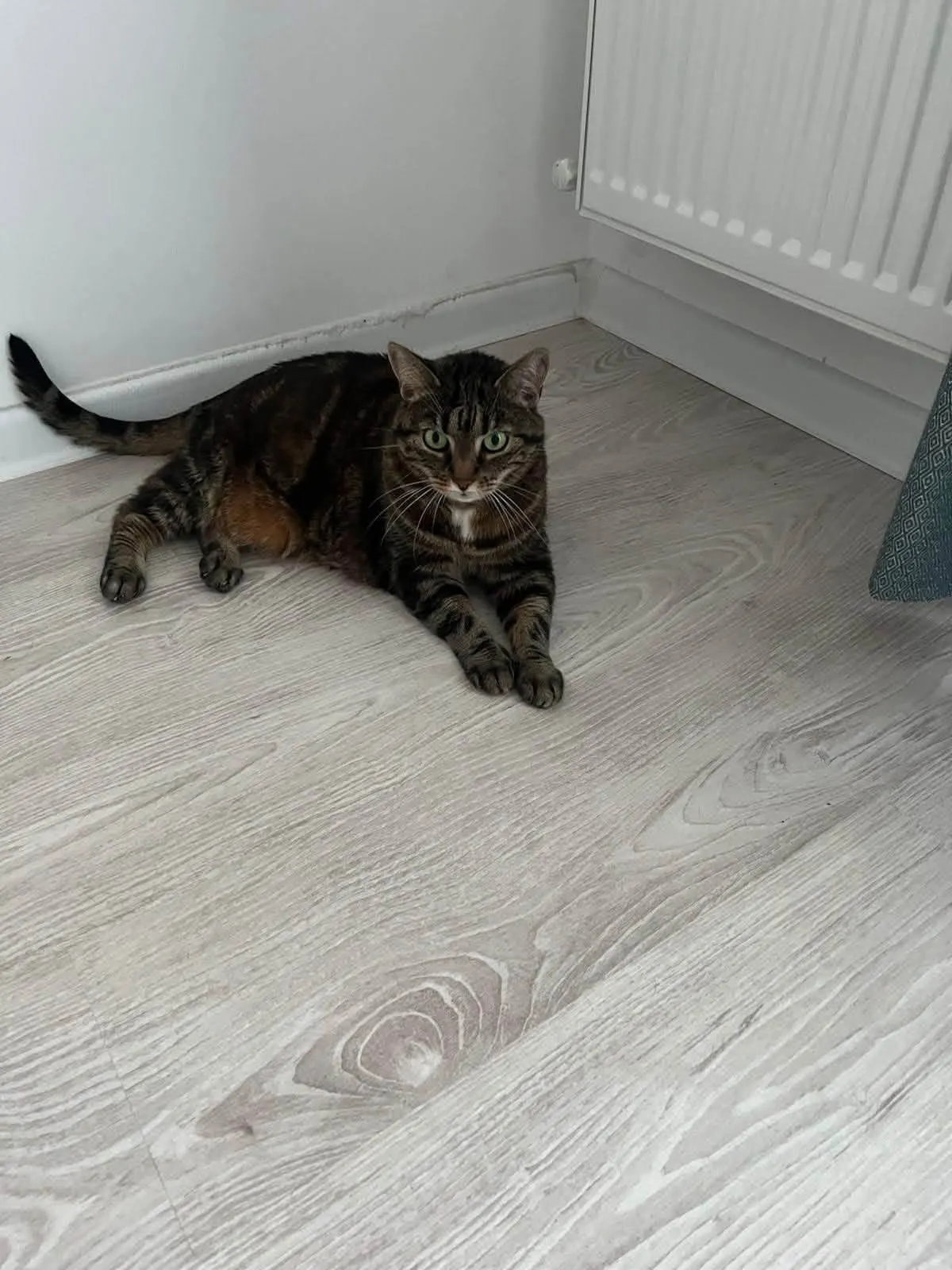 🐈 Kitty caută o casă nouă