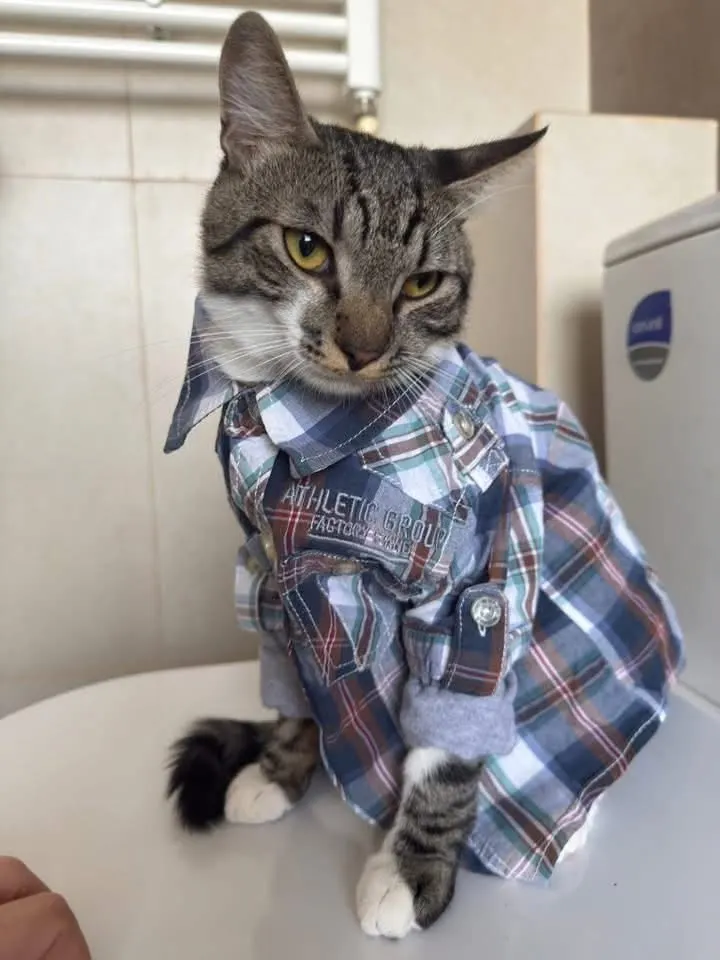 🐈 Leo caută o casă nouă