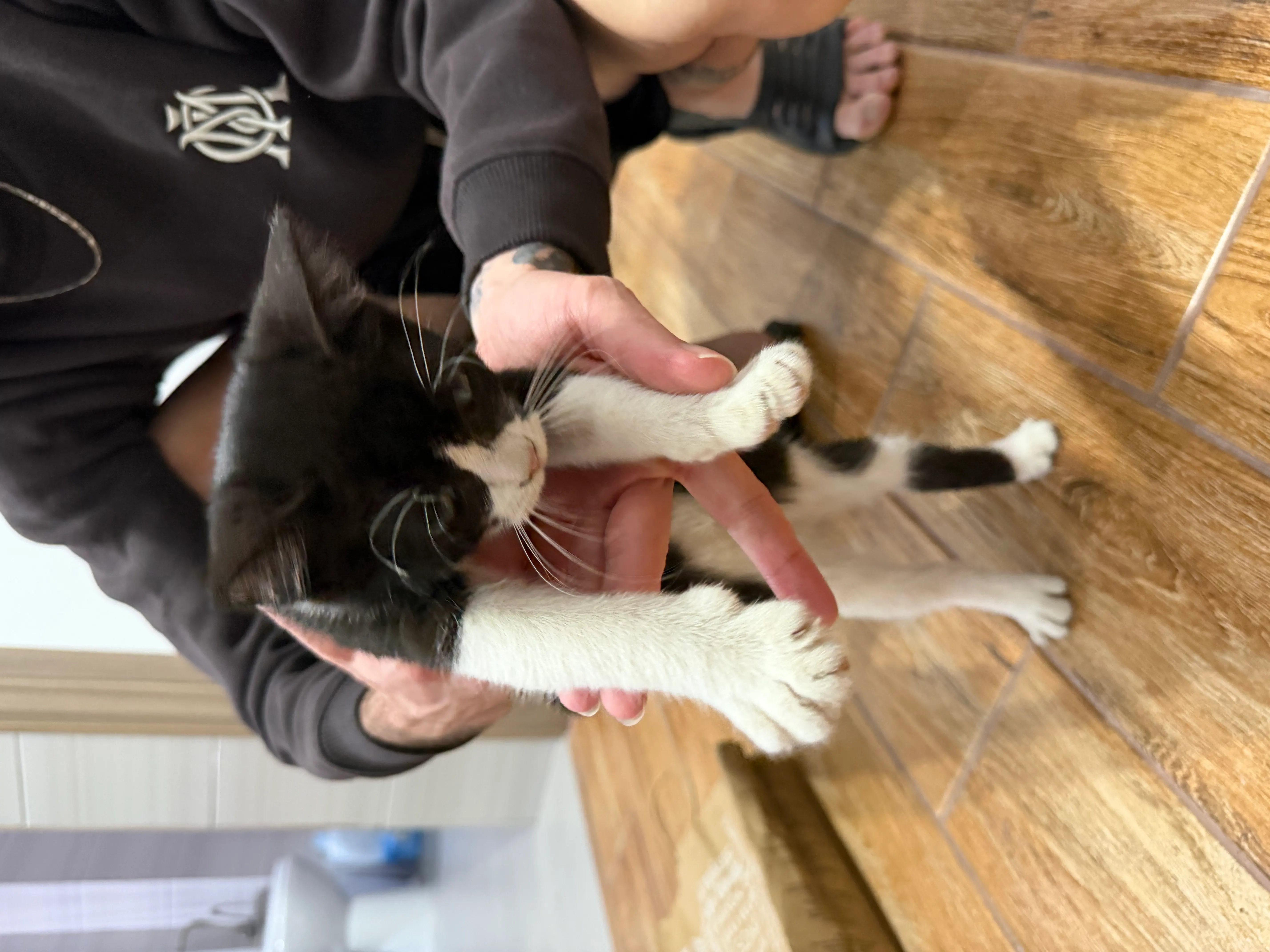 🐈 O pisicuță caută o casă nouă