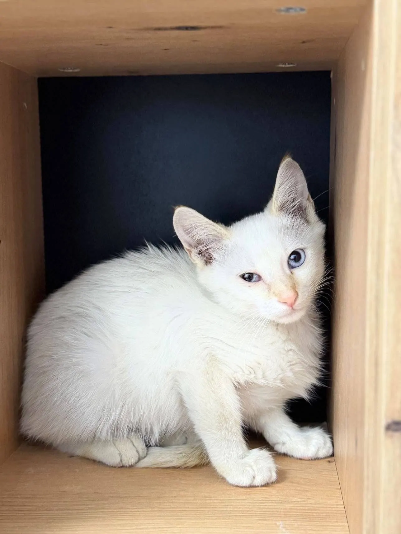 🐈 Mogâldeată caută o casă nouă