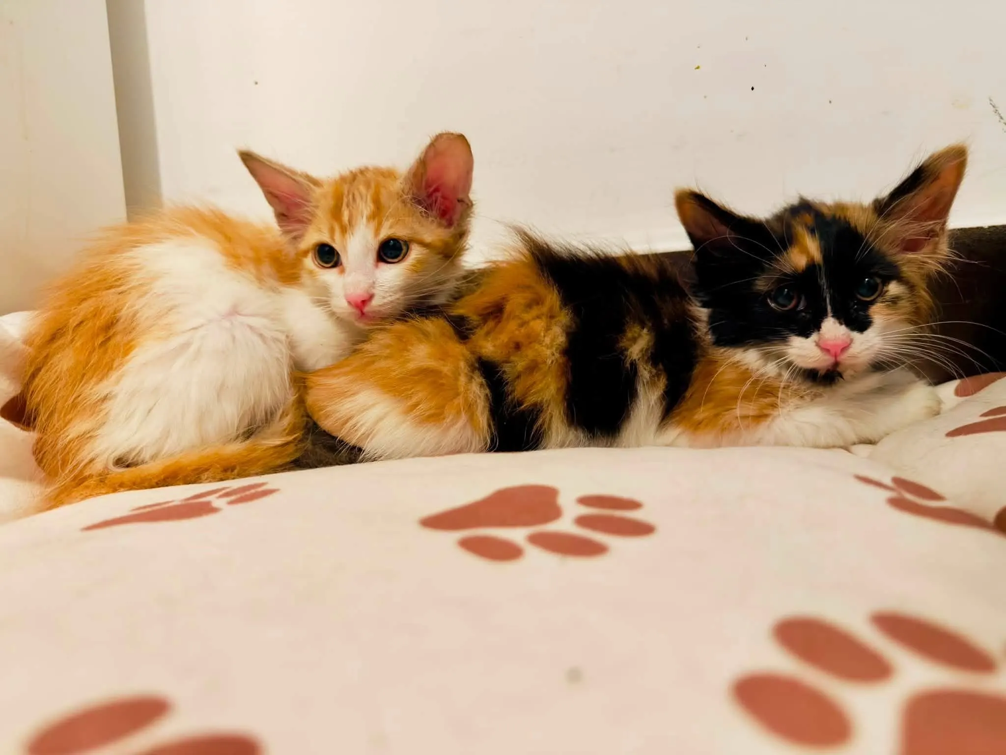 🐈 2 Pisici caută o casă nouă