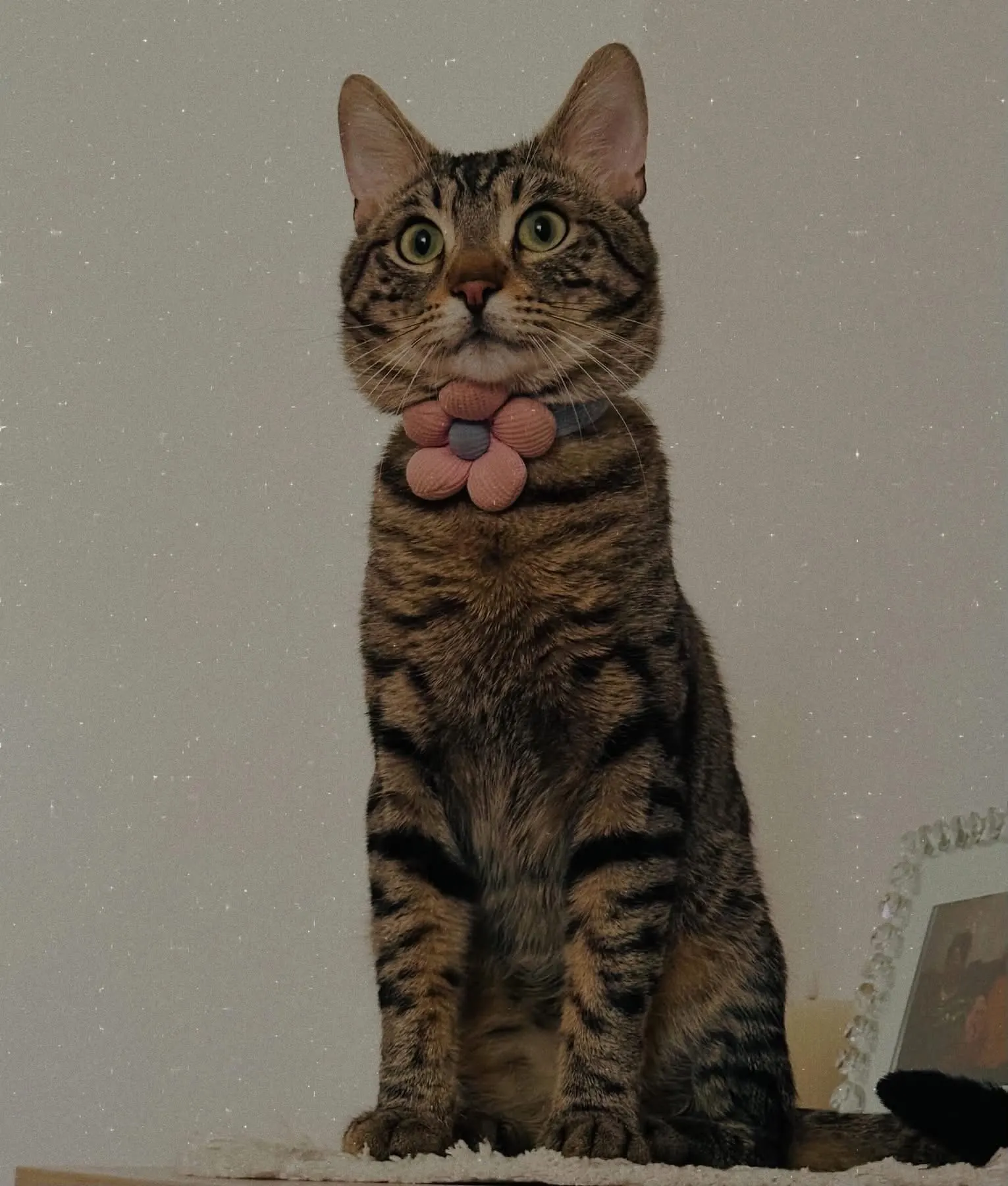🐈 O pisică caută o casă nouă