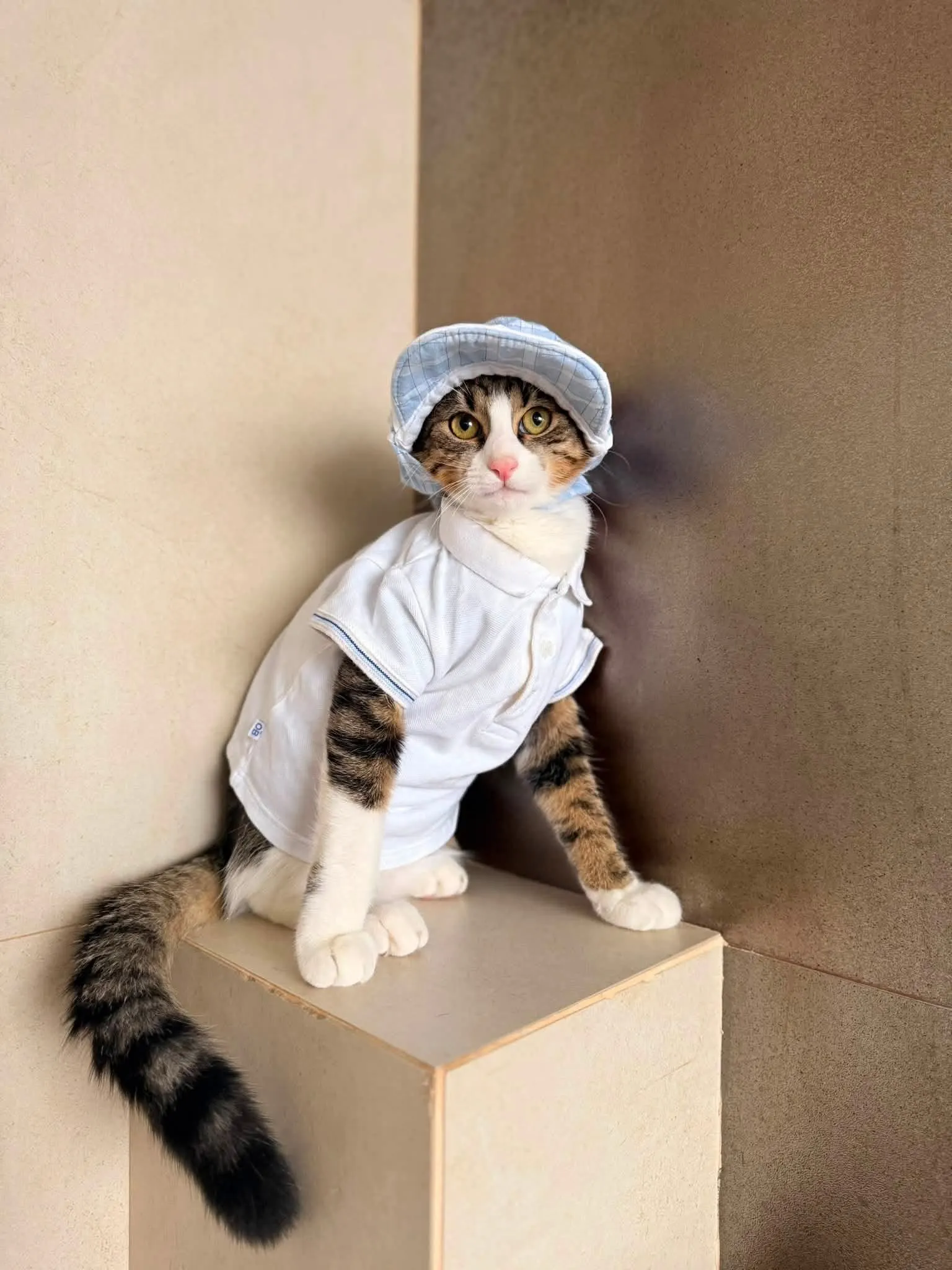🐈 Pixel caută o casă nouă