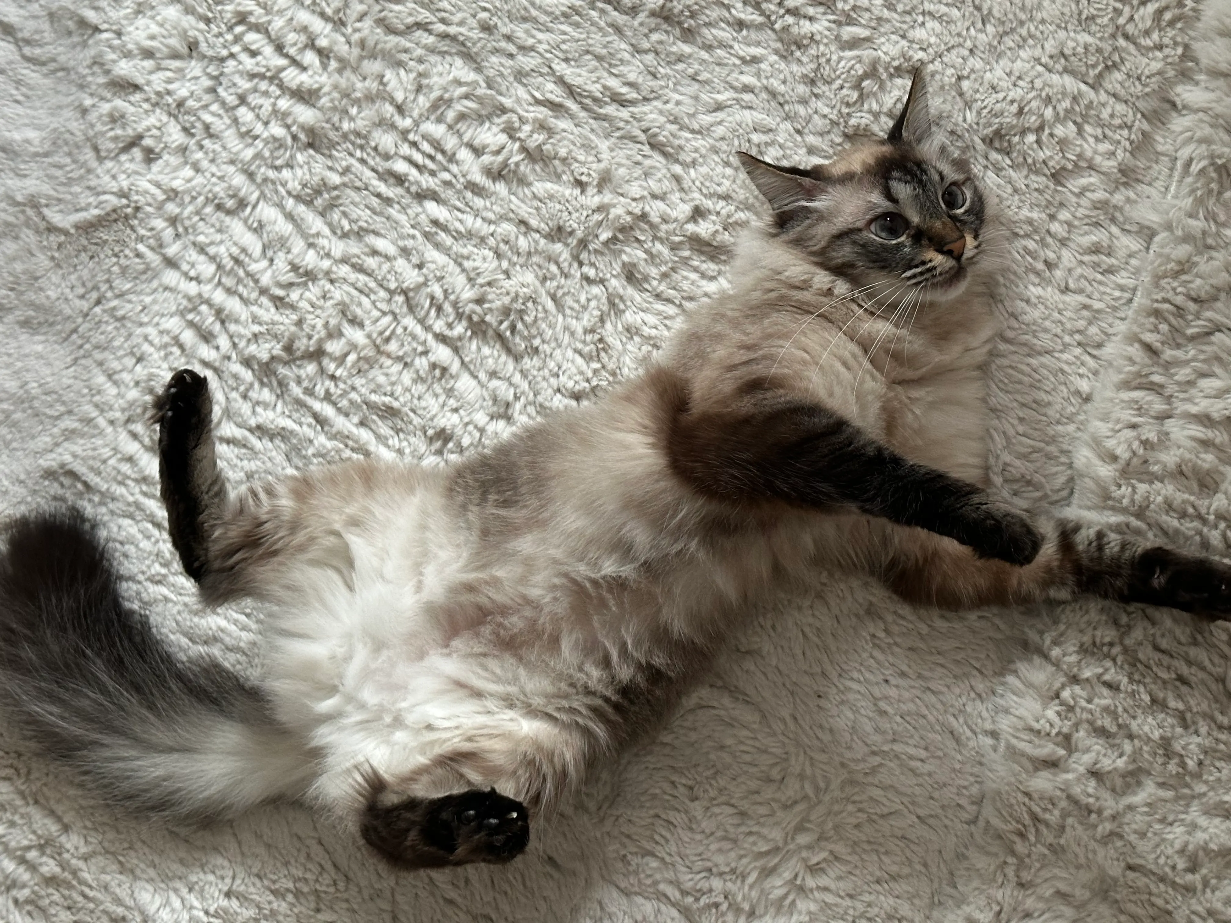 🐈 Lisa pierdută în Cluj-Napoca