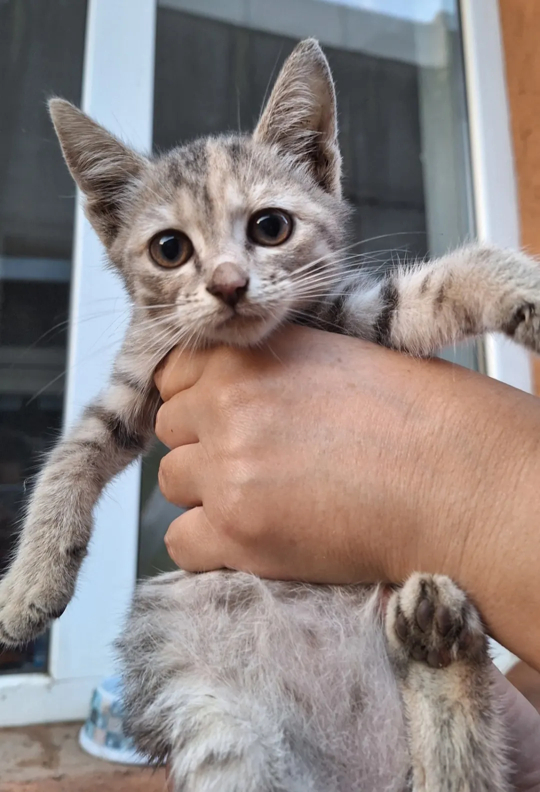 🐈 O pisicuță caută o casă nouă