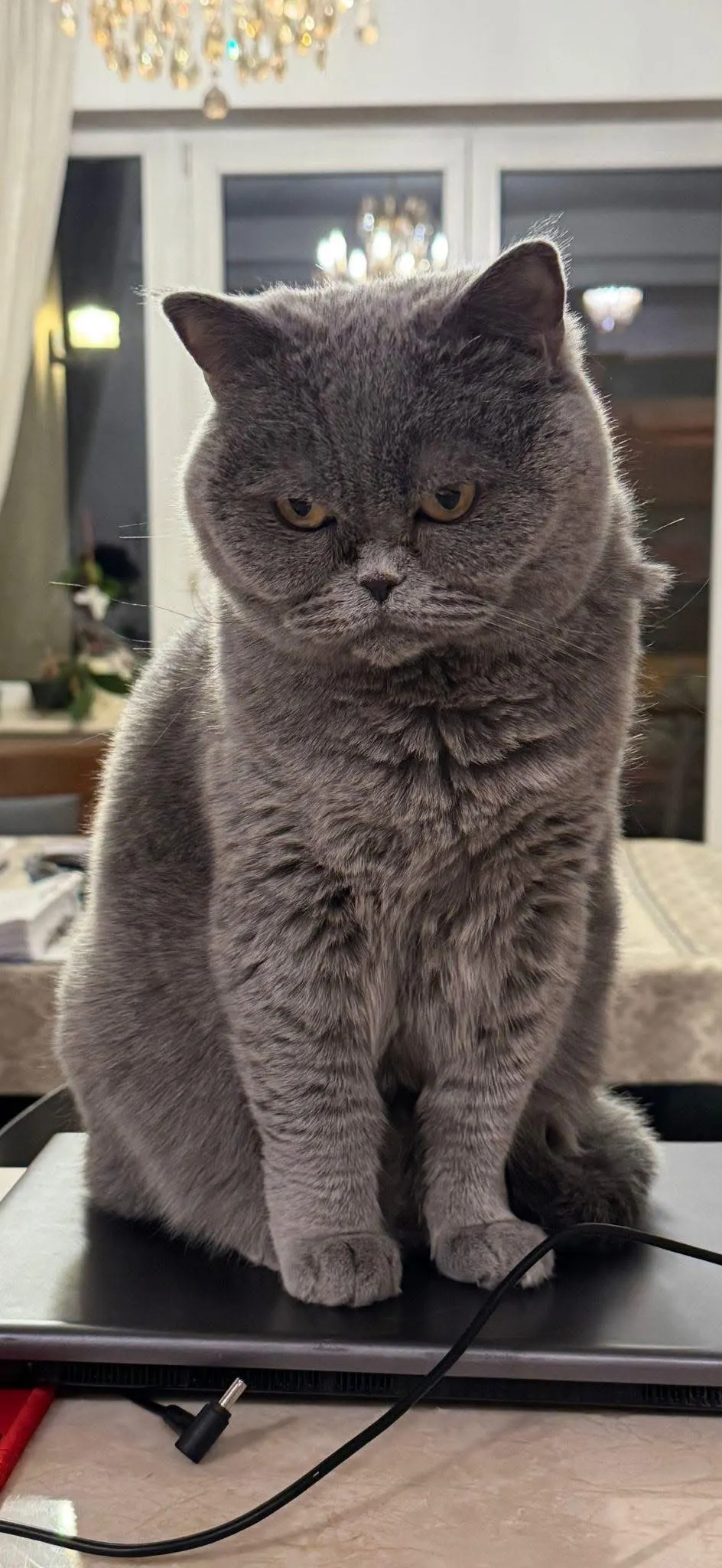 🐈 Cara pierdută în Voluntari