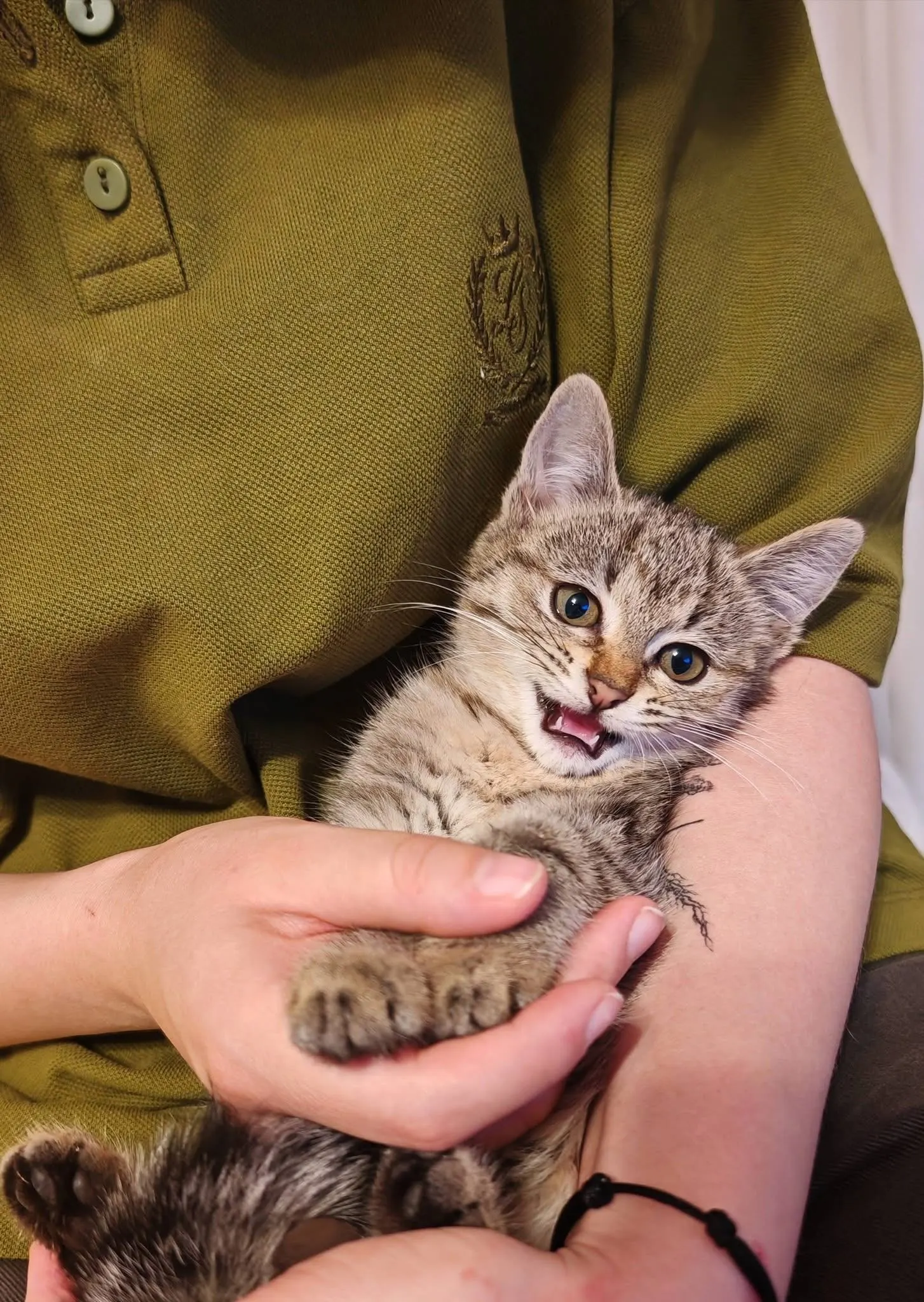 🐈 Vampiriki caută o casă nouă