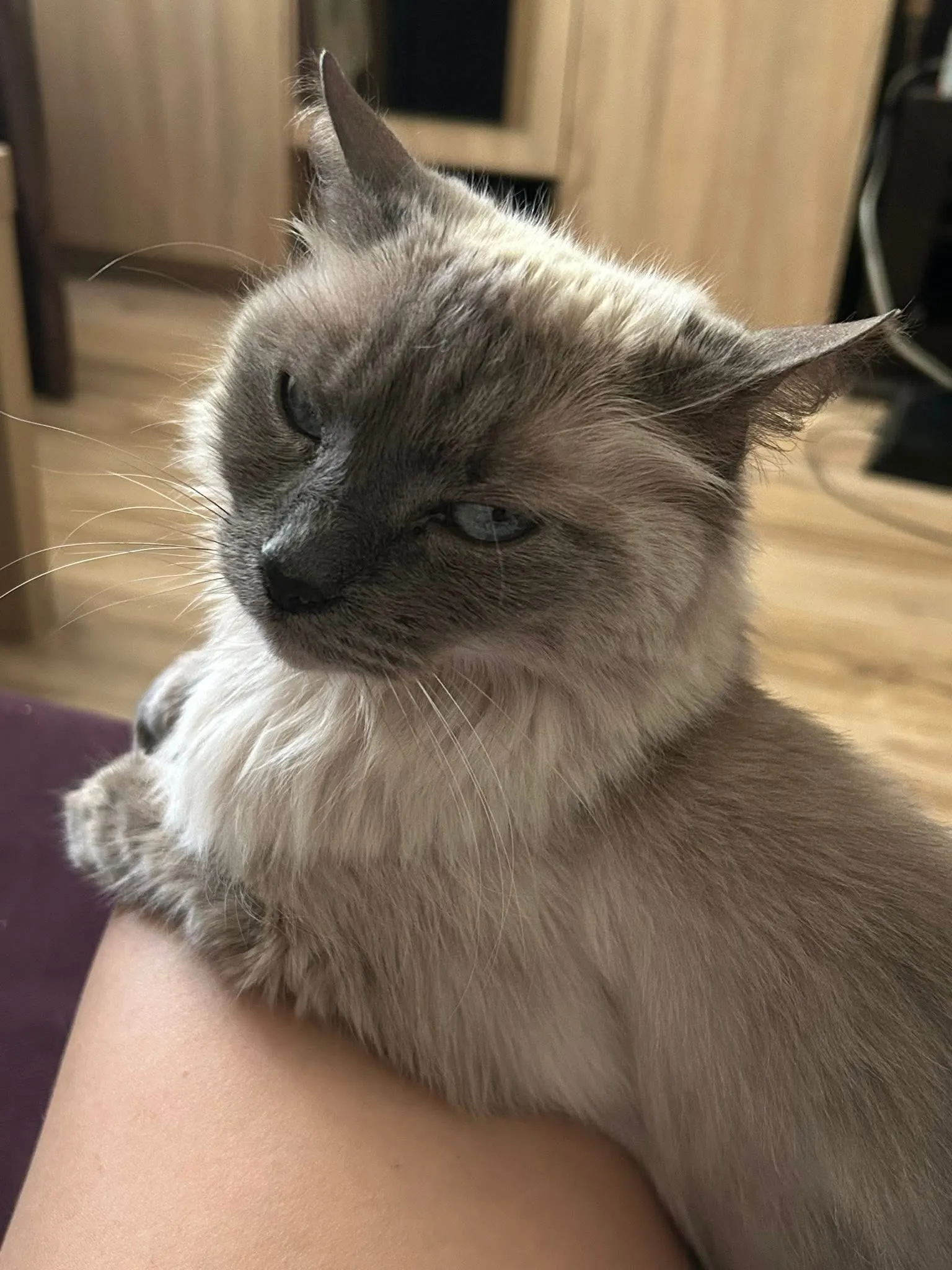 🐈 Faya — reunită cu familia! 🎉
