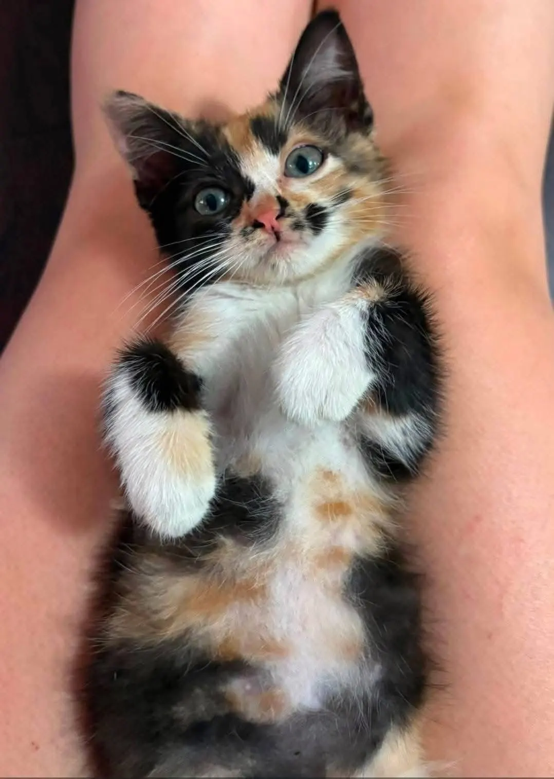 🐈 3 Pisici caută o casă nouă