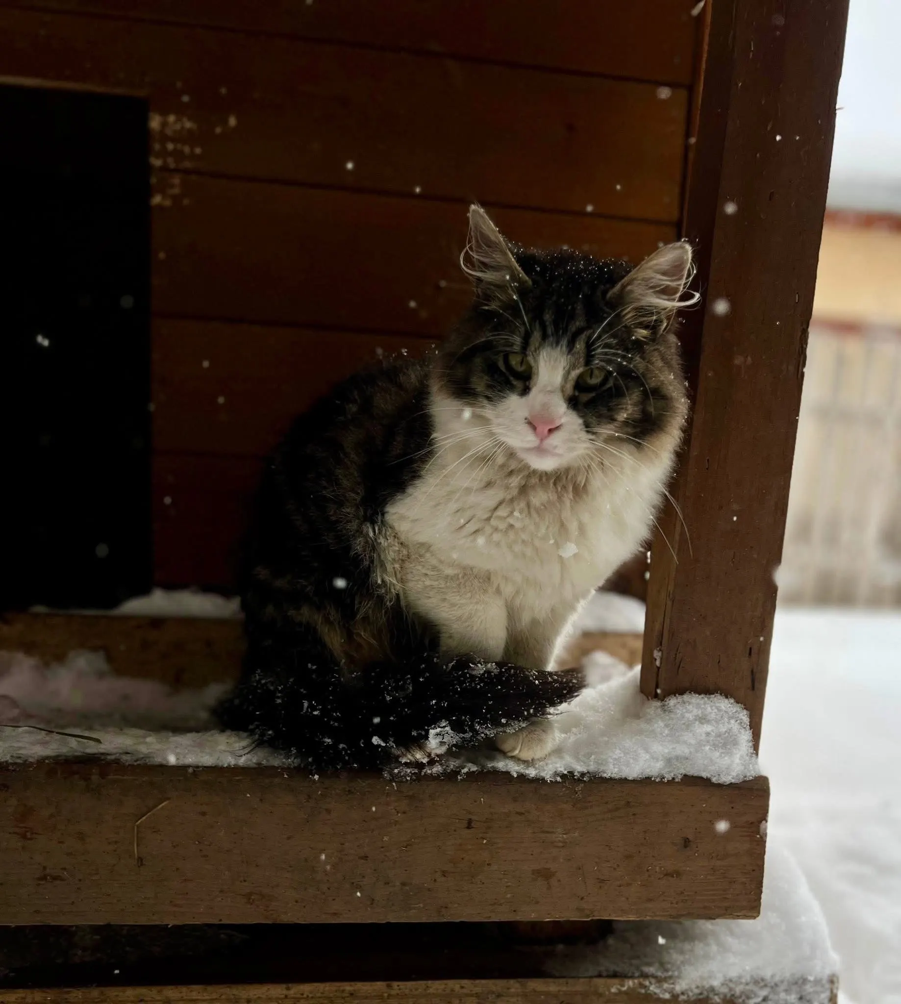 🐈 Ciuline pierdută în Chitila