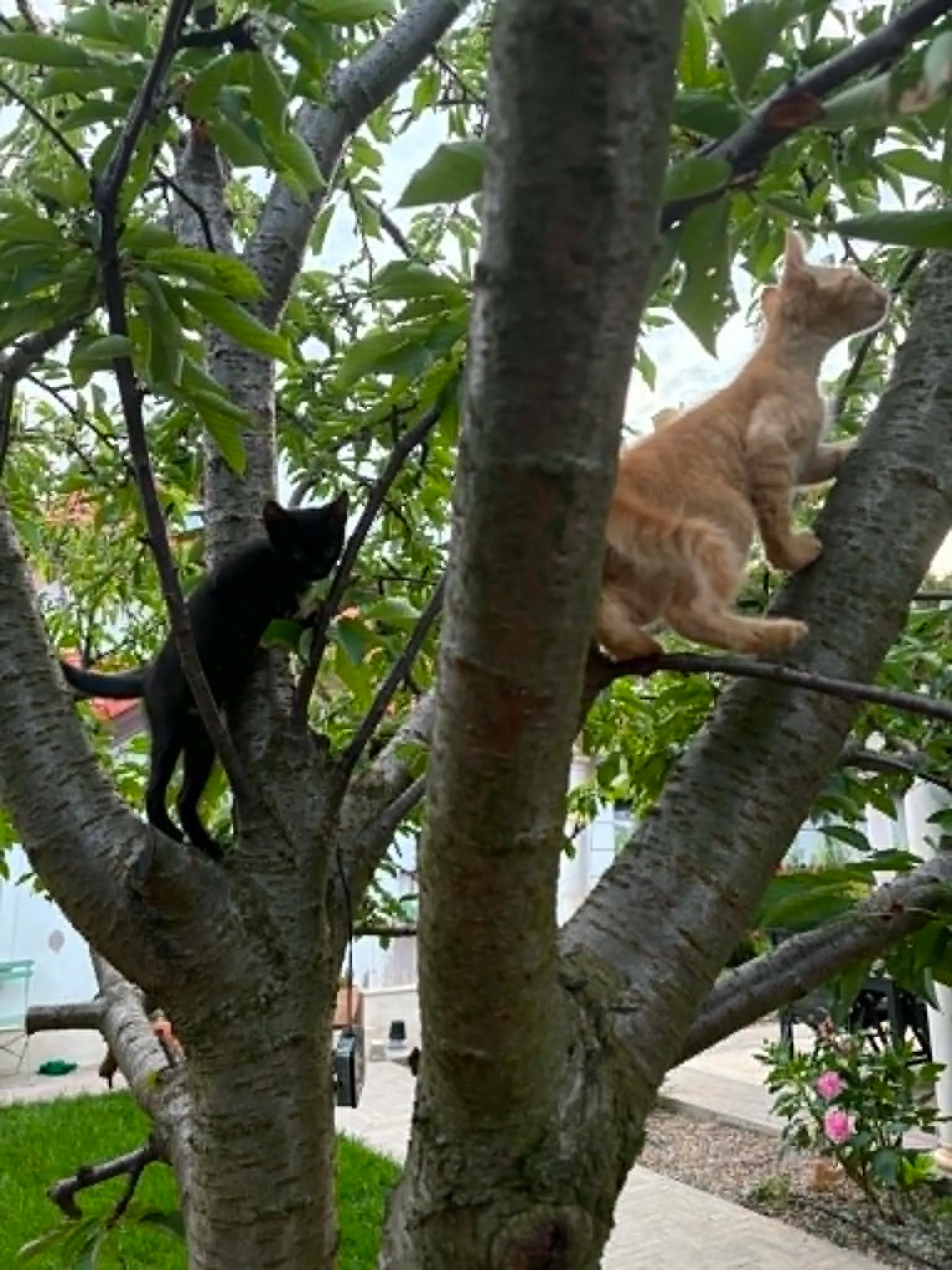 🐈 4 Pisici caută o casă nouă