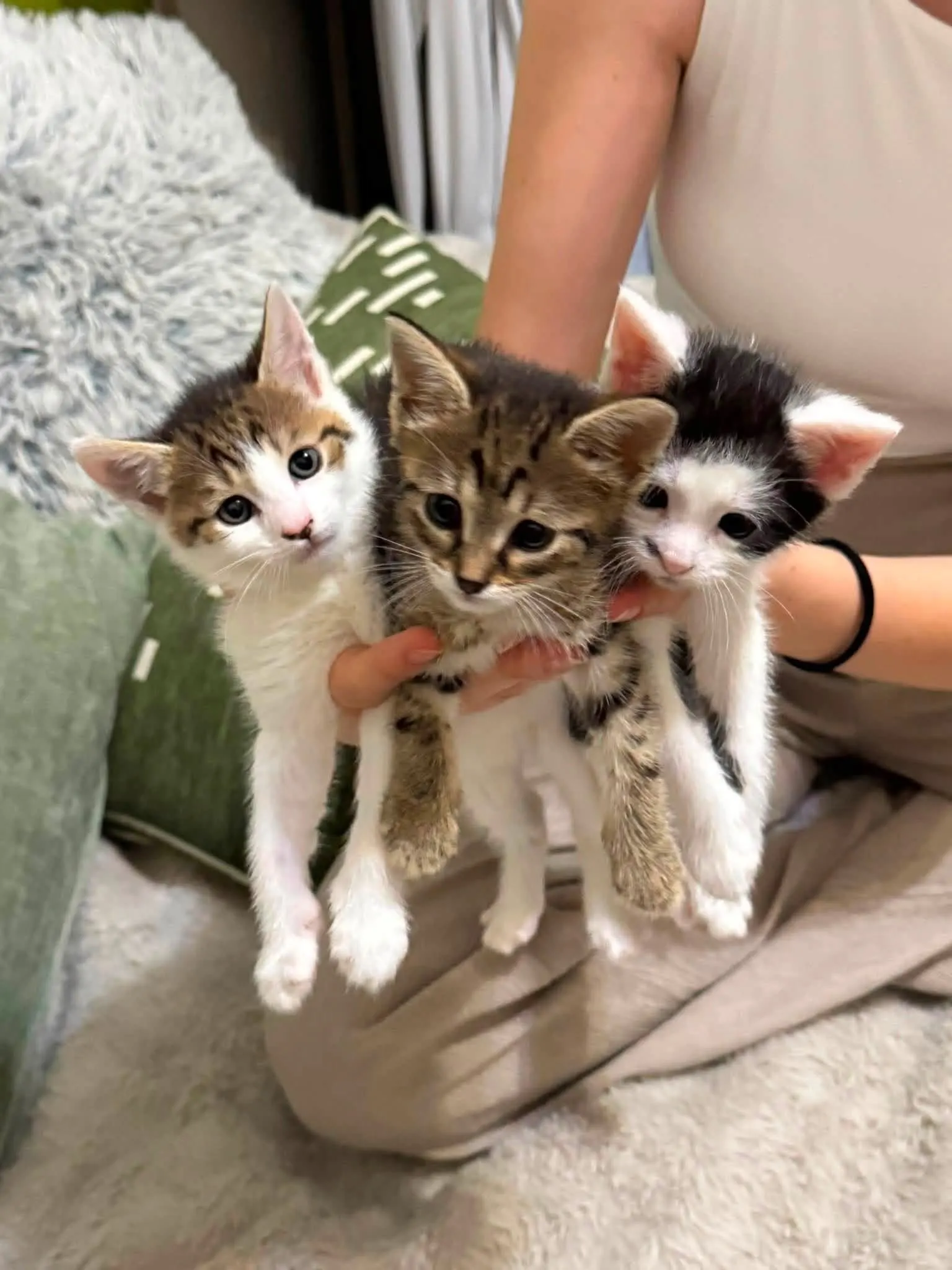 🐈 3 Pisici caută o casă nouă