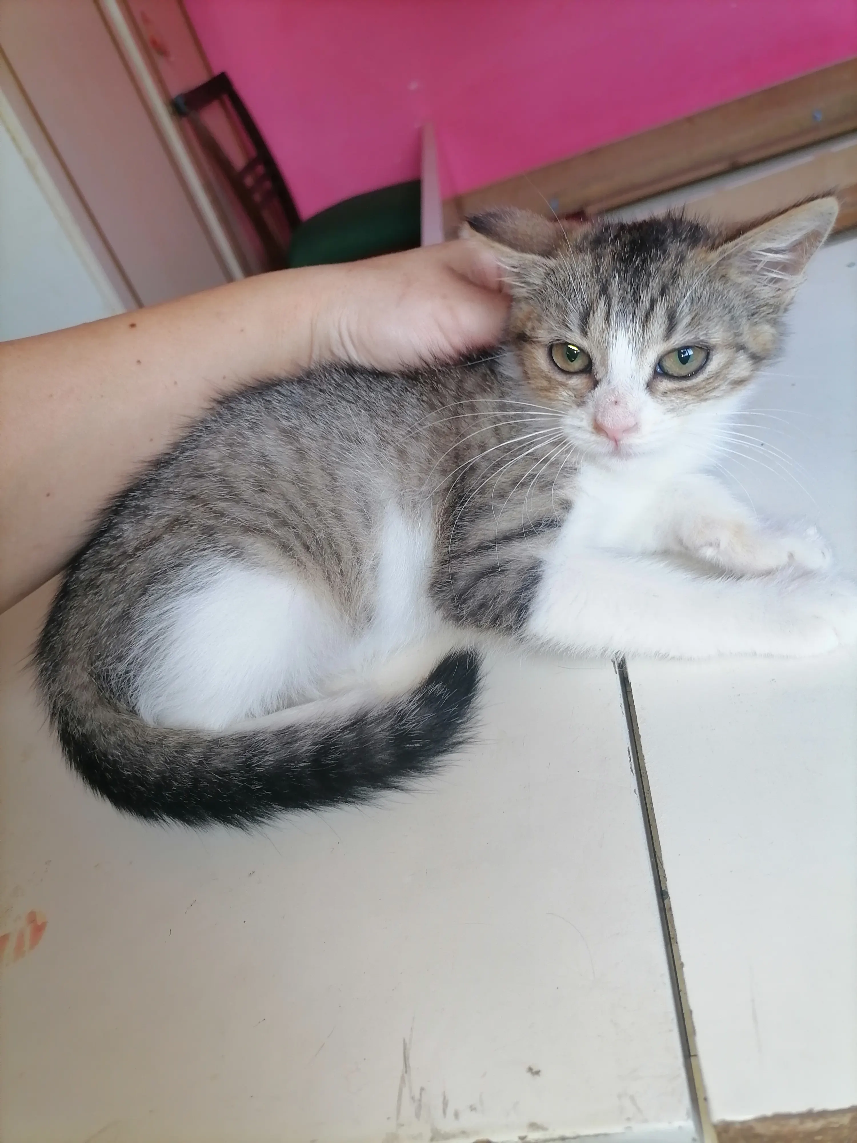🐈 O pisicuță caută o casă nouă
