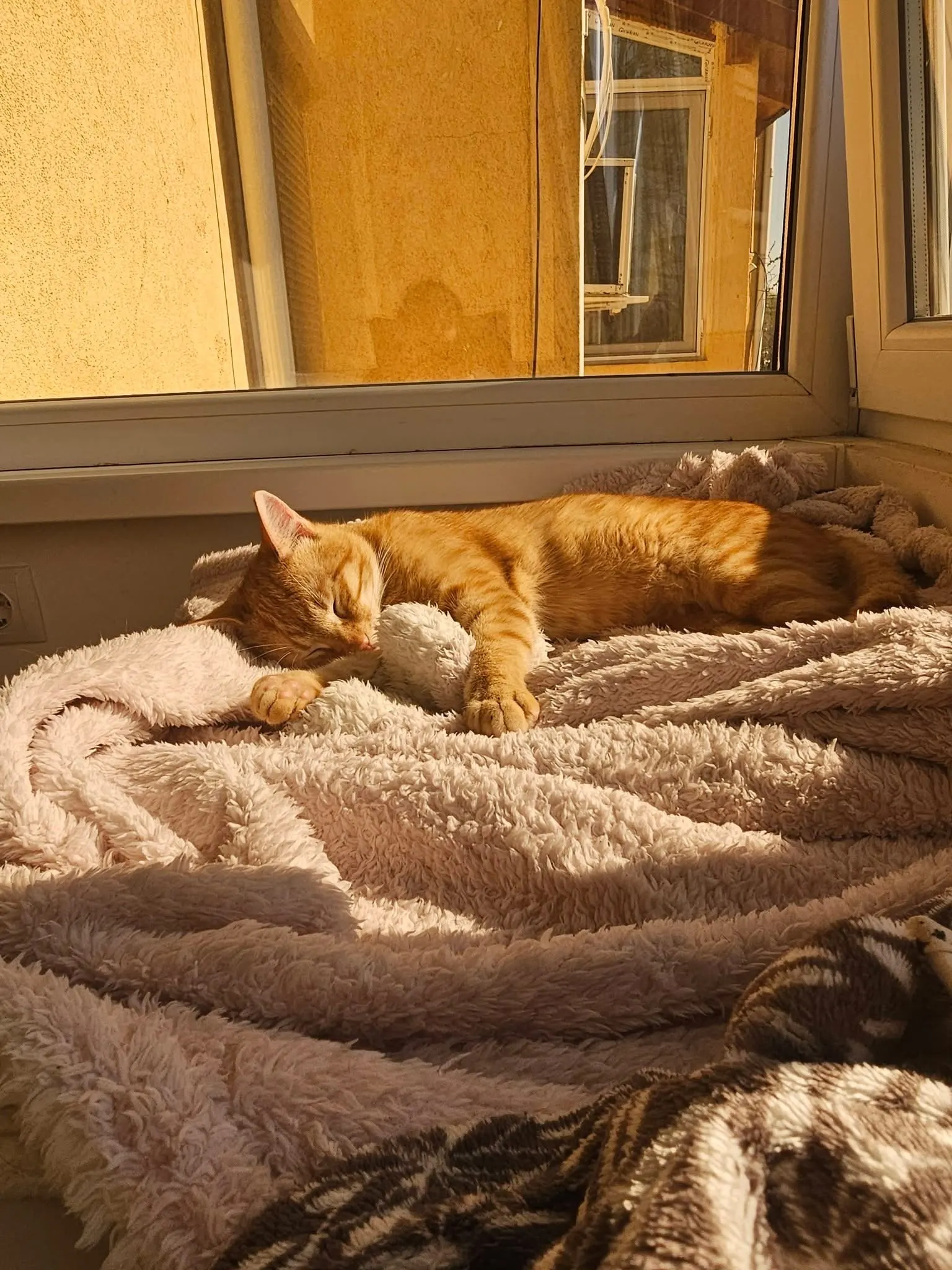 🐈 O pisică pierdută în București