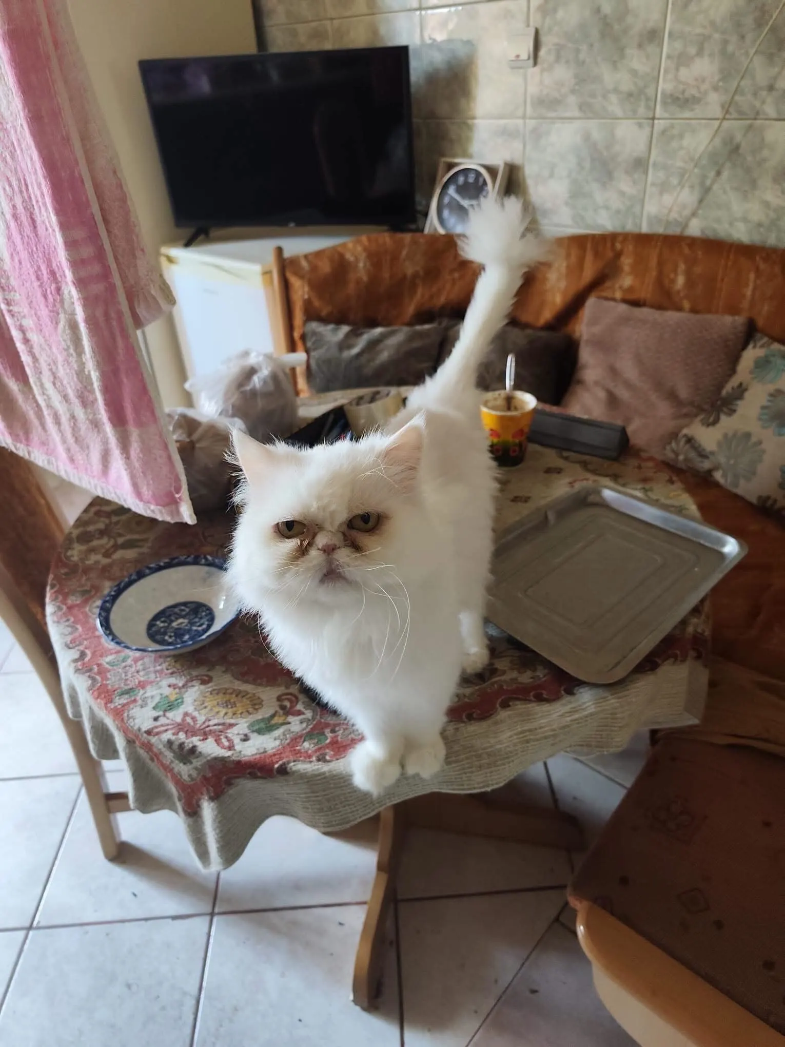 🐈 2 Pisicuțe caută o casă nouă