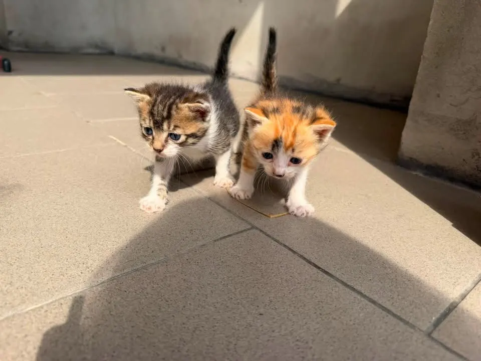 🐈 2 Pisicuțe caută o casă nouă