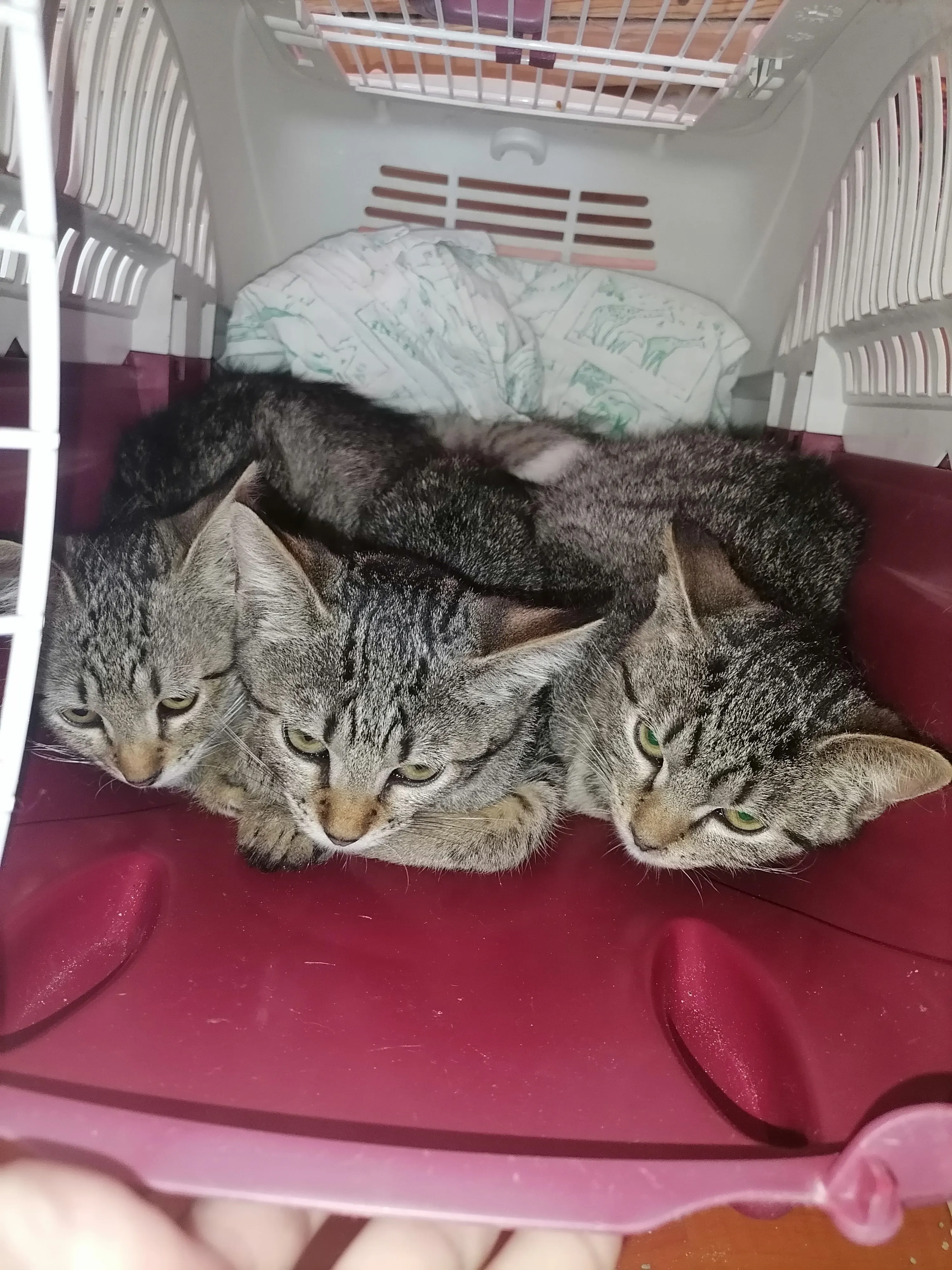 🐈 3 Pisici caută o casă nouă
