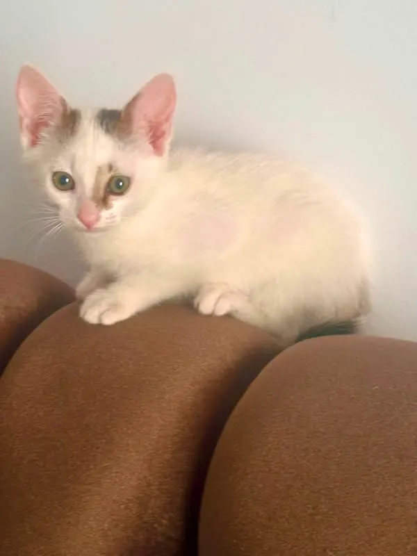 🐈 Un pisic caută o casă nouă