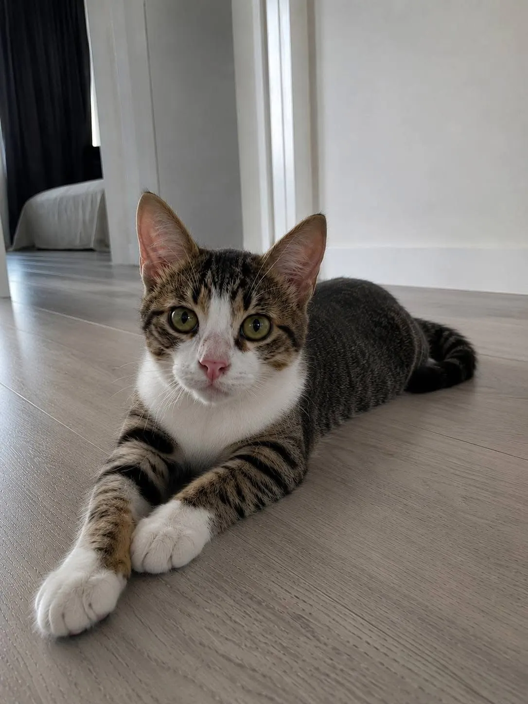 🐈 Yuki caută o casă nouă