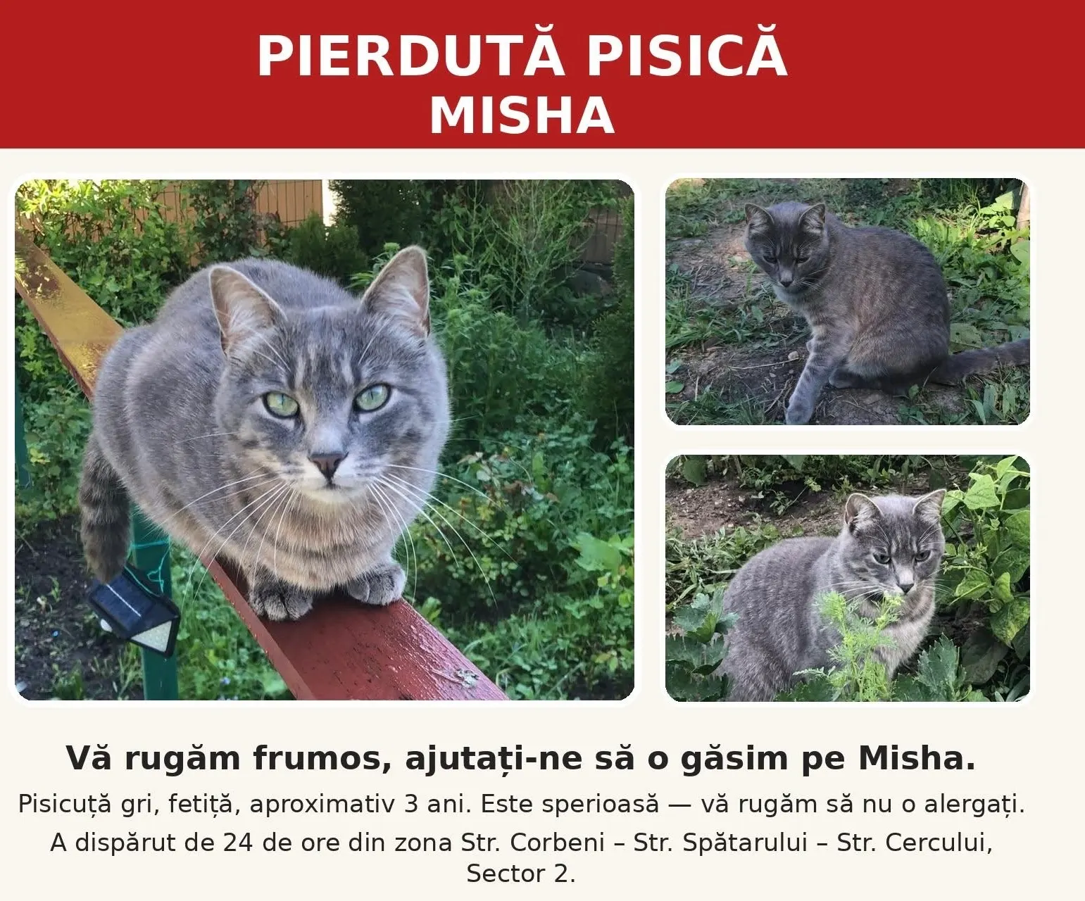 🐈 Misha pierdută în București