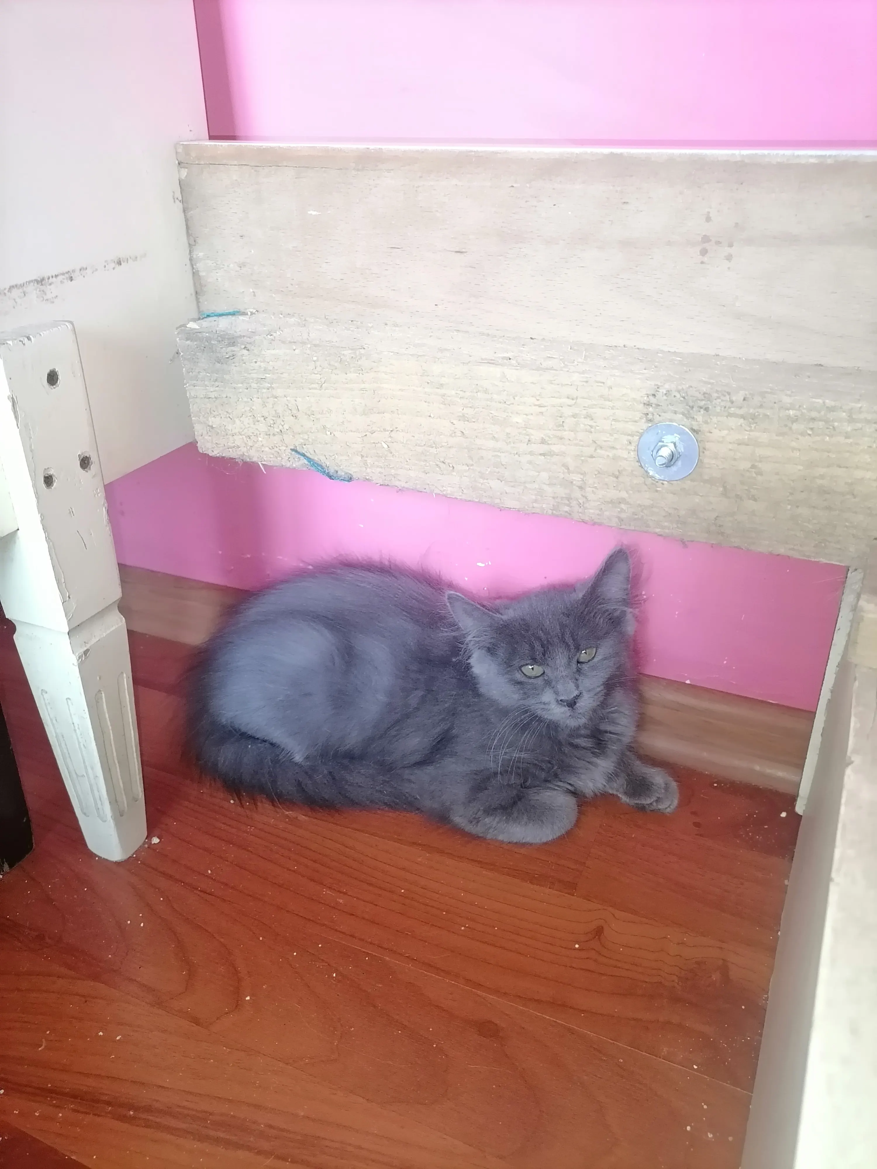 🐈 2 Pisicuțe caută o casă nouă