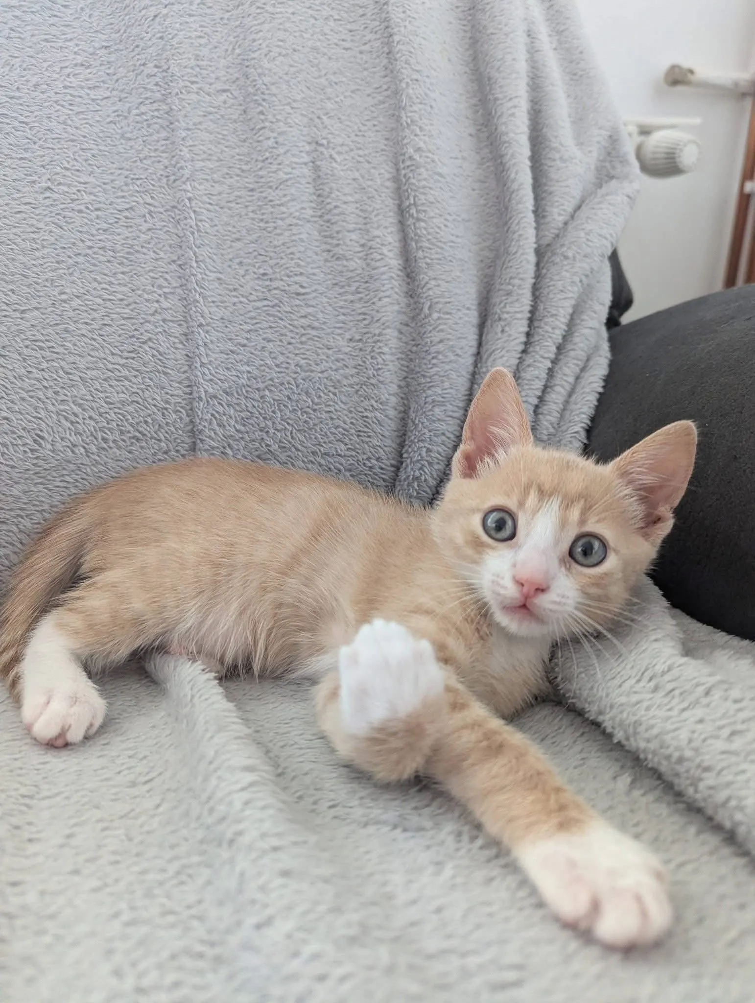 🐈 4 Pisici și-au găsit o casă!