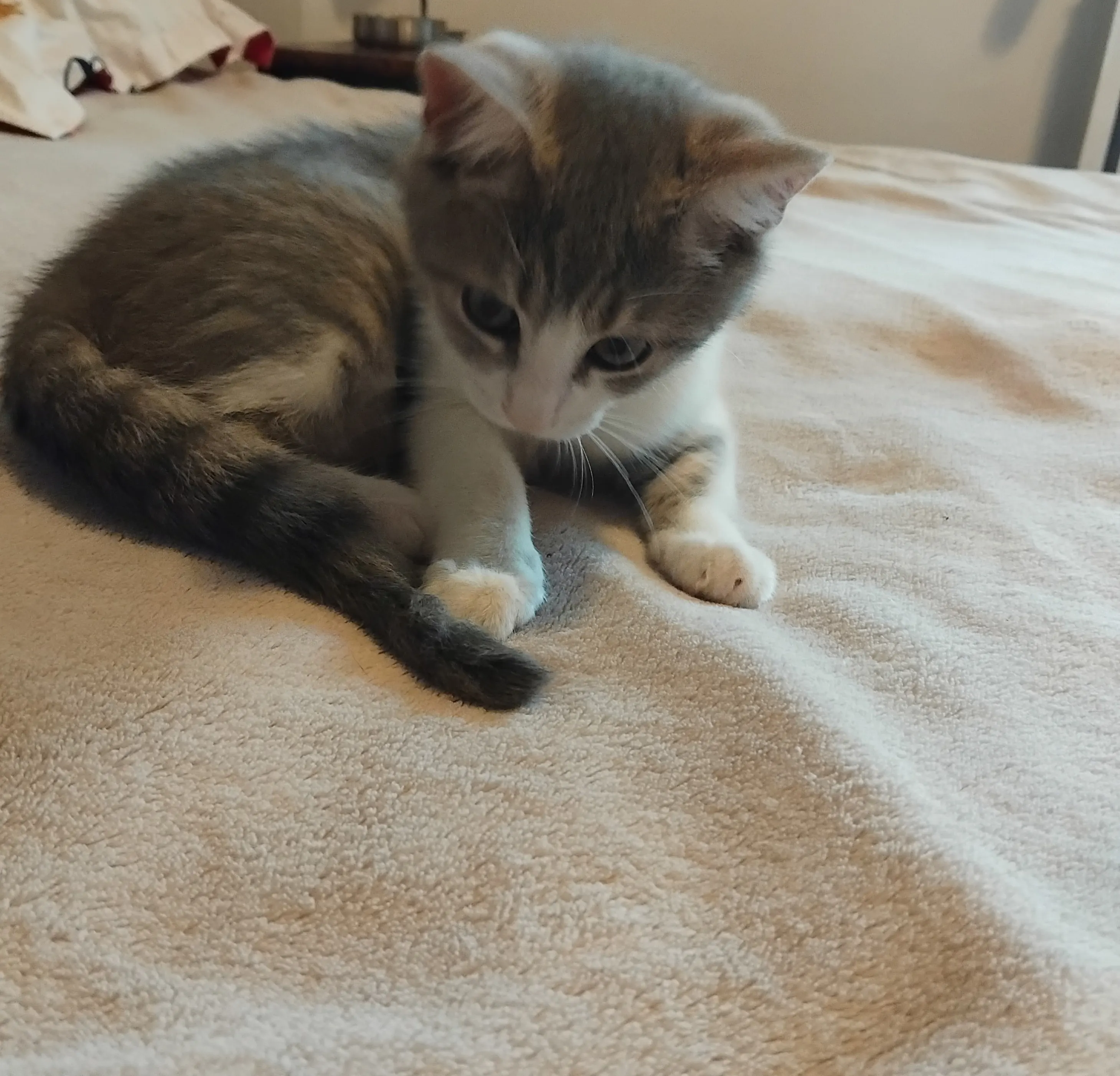 🐈 Minion caută o casă nouă
