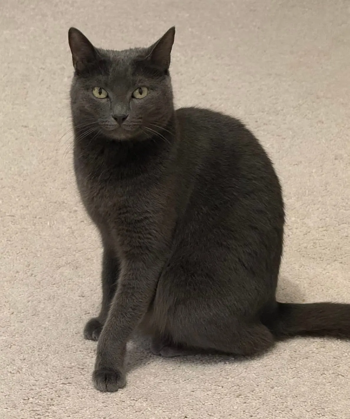 🐈 Fifi pierdută în București
