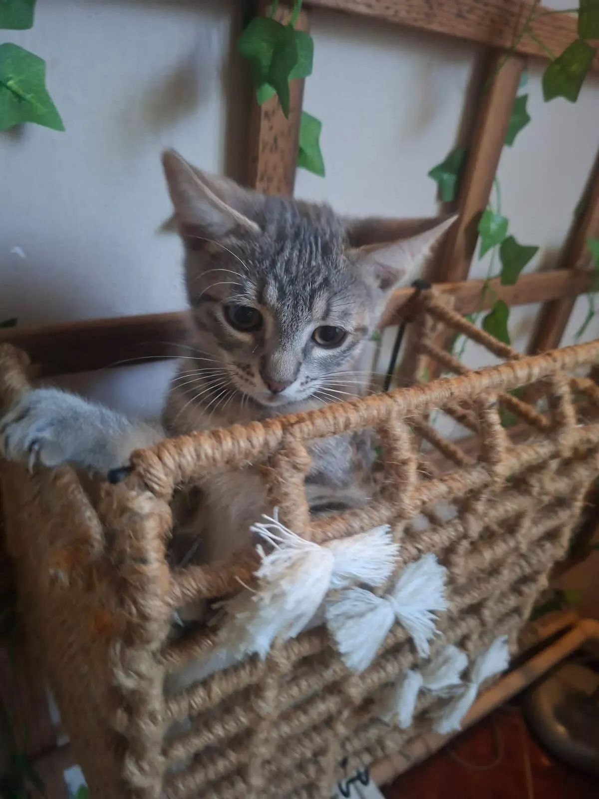 🐈 Grey caută o casă nouă