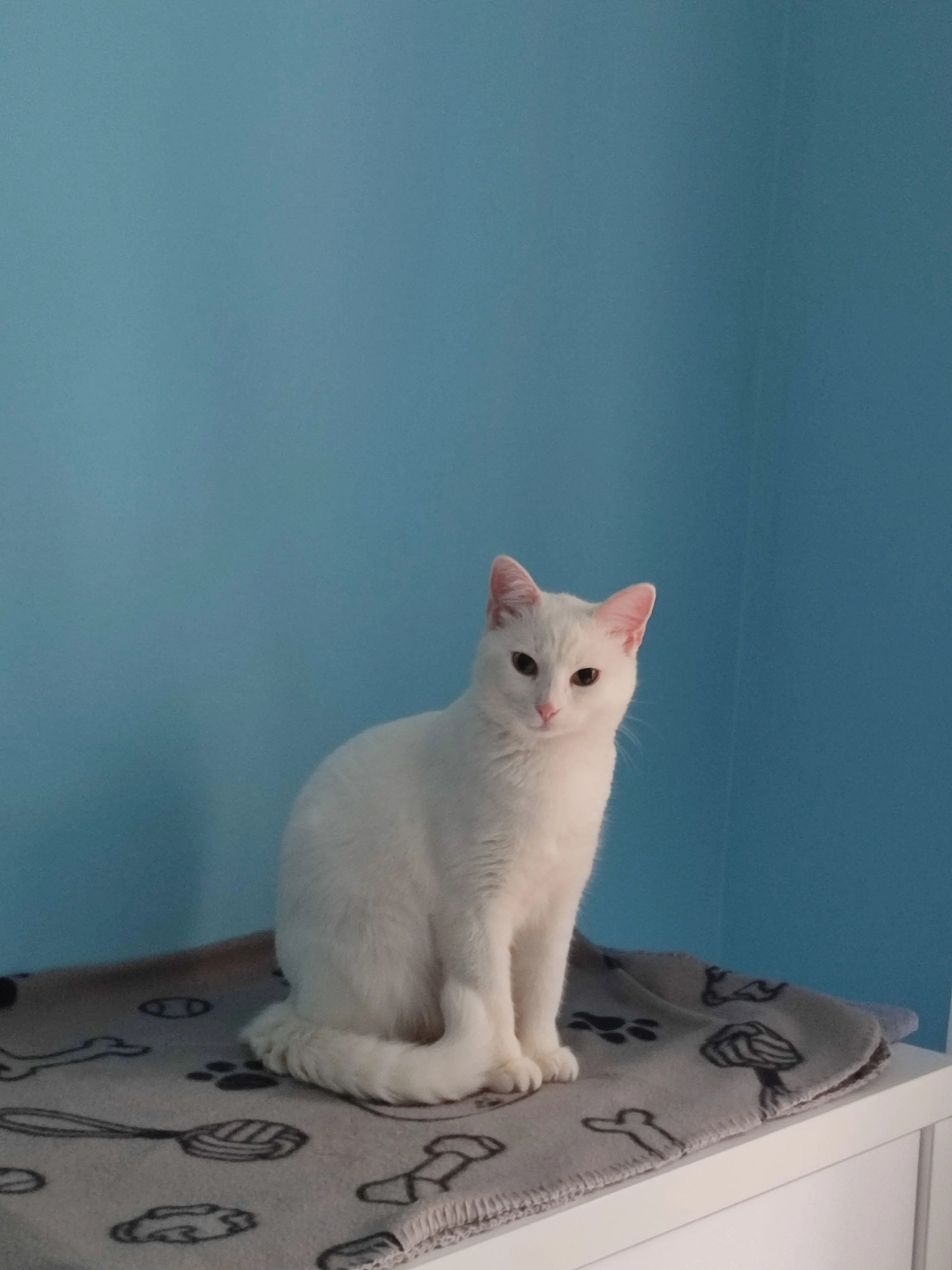 🐈 Yuki pierdută în Amara