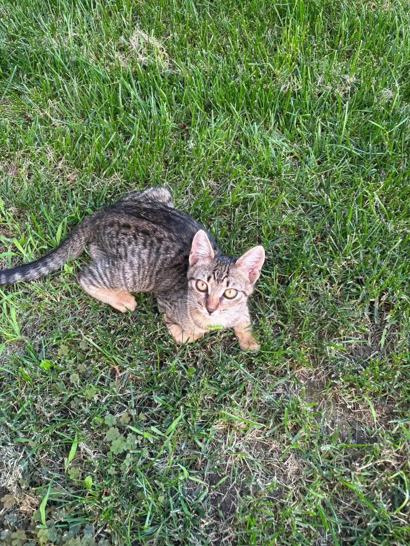 🐈 O pisicuță caută o casă nouă