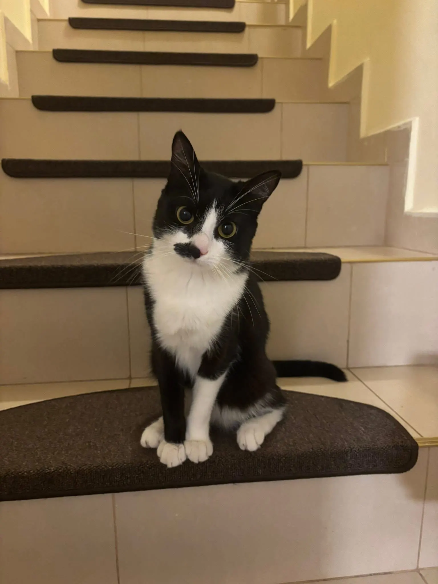 🐈 Luna pierdută în București