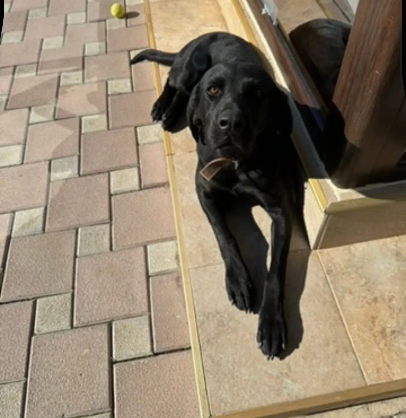 🐕 Blackey pierdut în Moara Vlăsiei