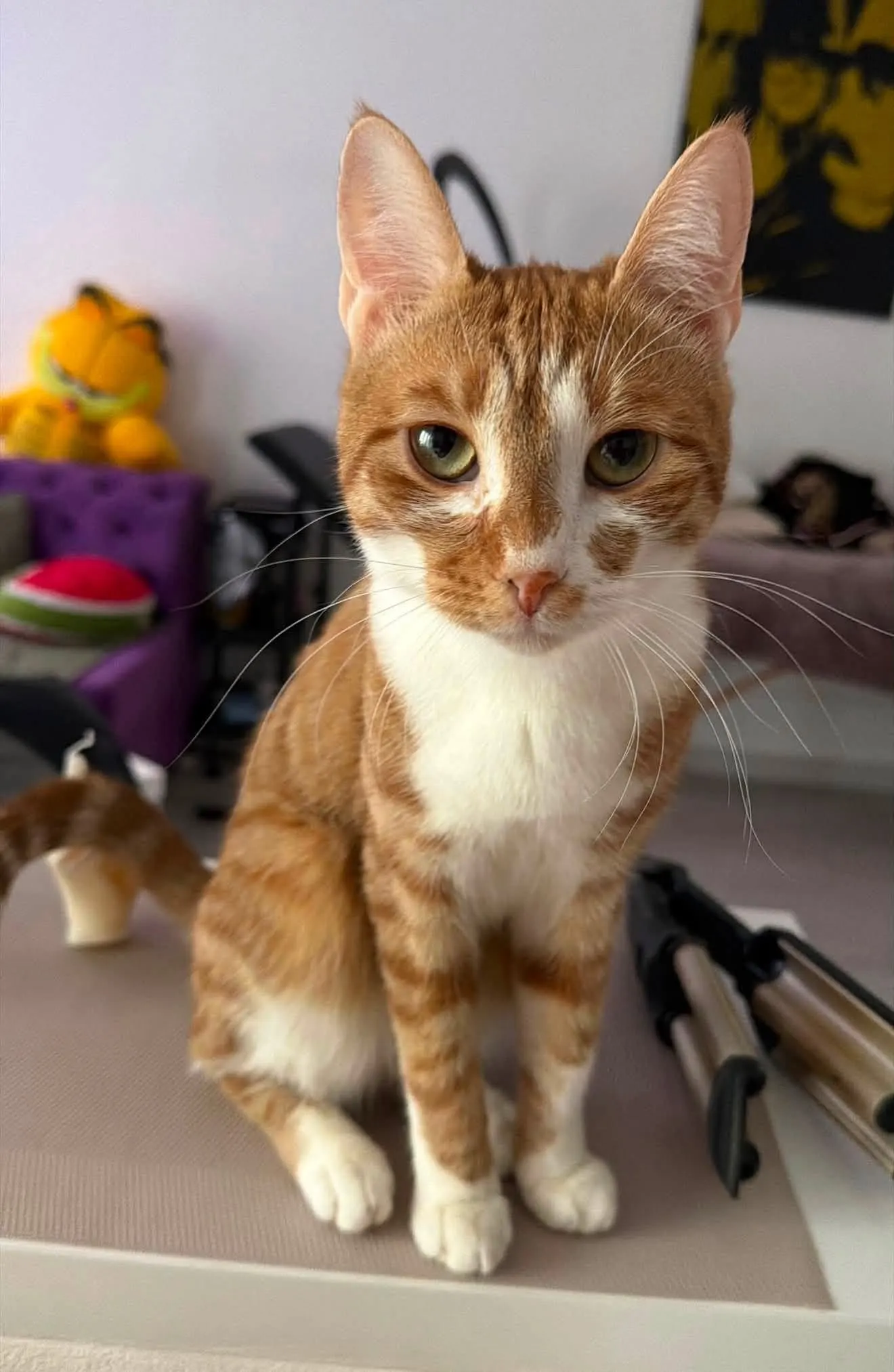🐈 Papaya caută o casă nouă