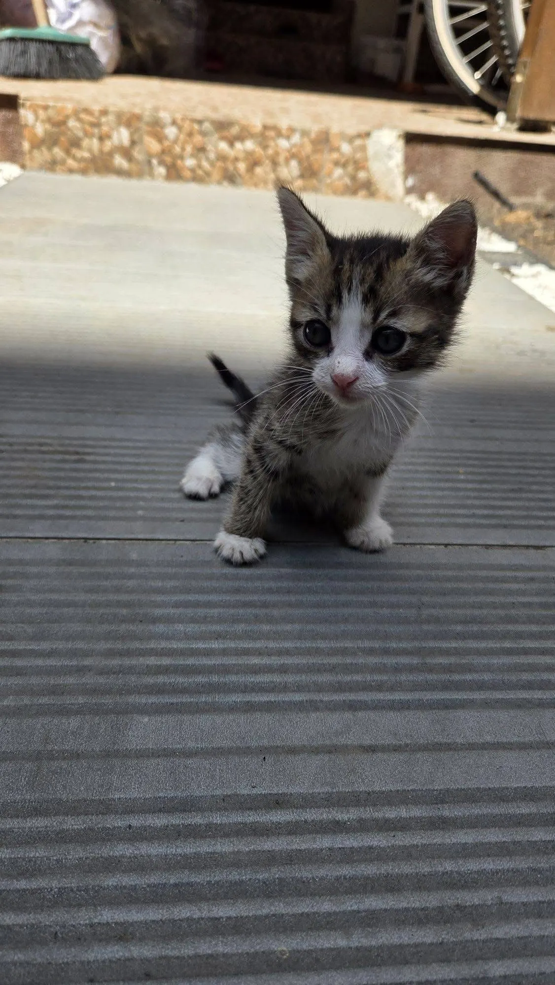 🐈 2 Pisicuțe caută o casă nouă