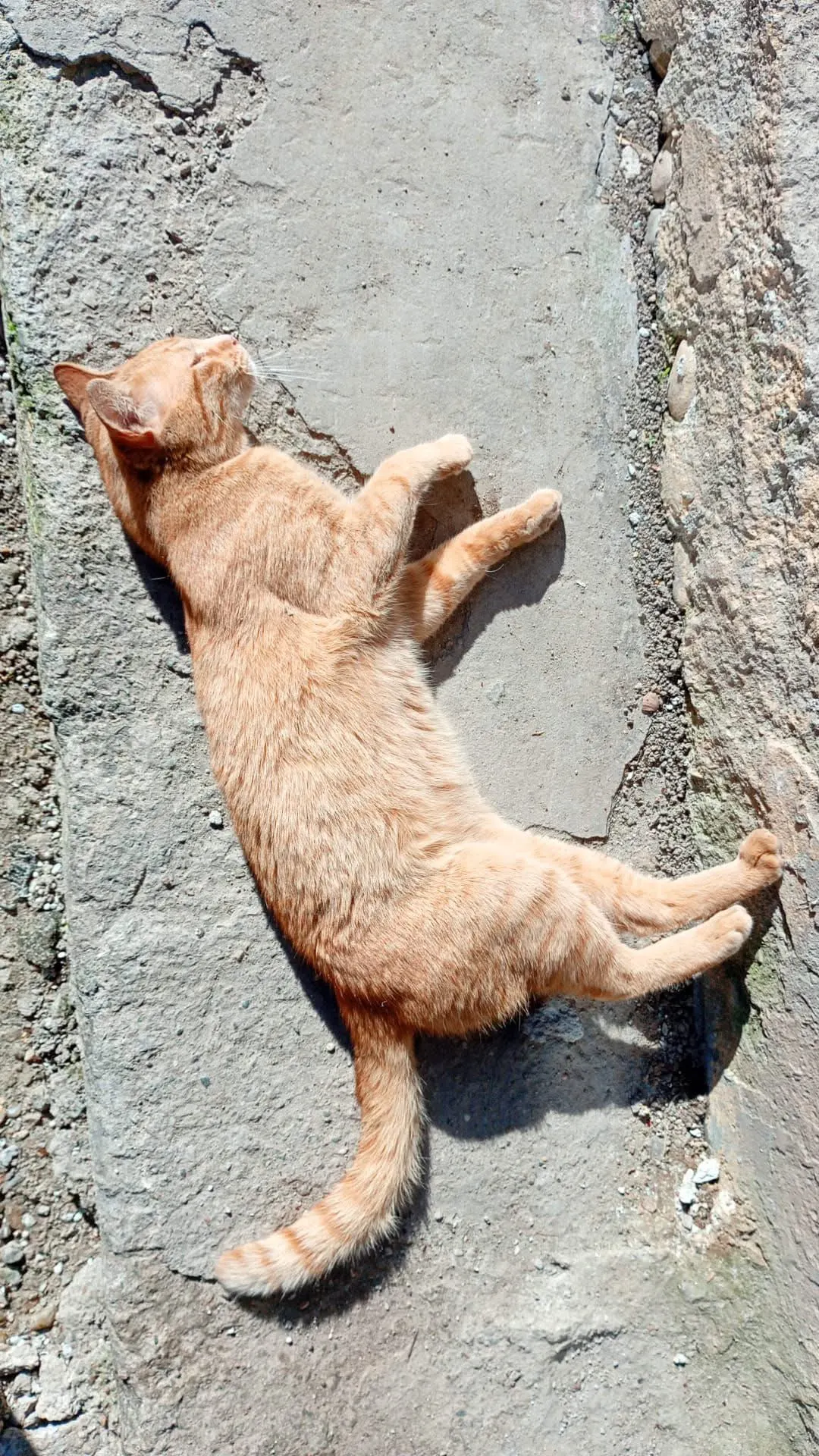 🐈 O pisică pierdută în București