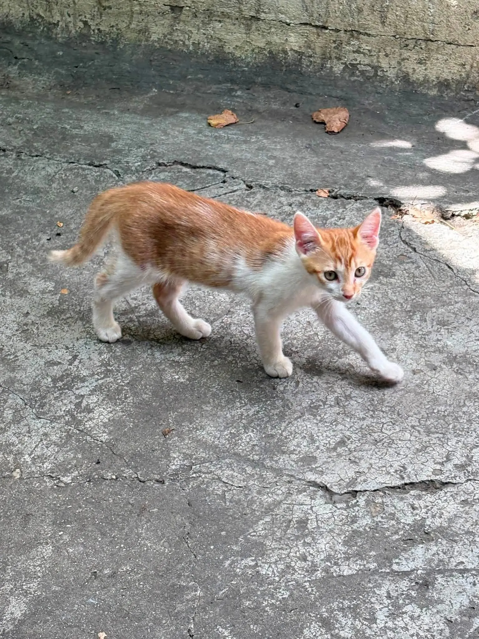 🐈 2 Pisici caută o casă nouă