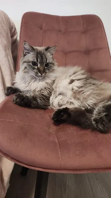 🐈 Molly caută o casă nouă