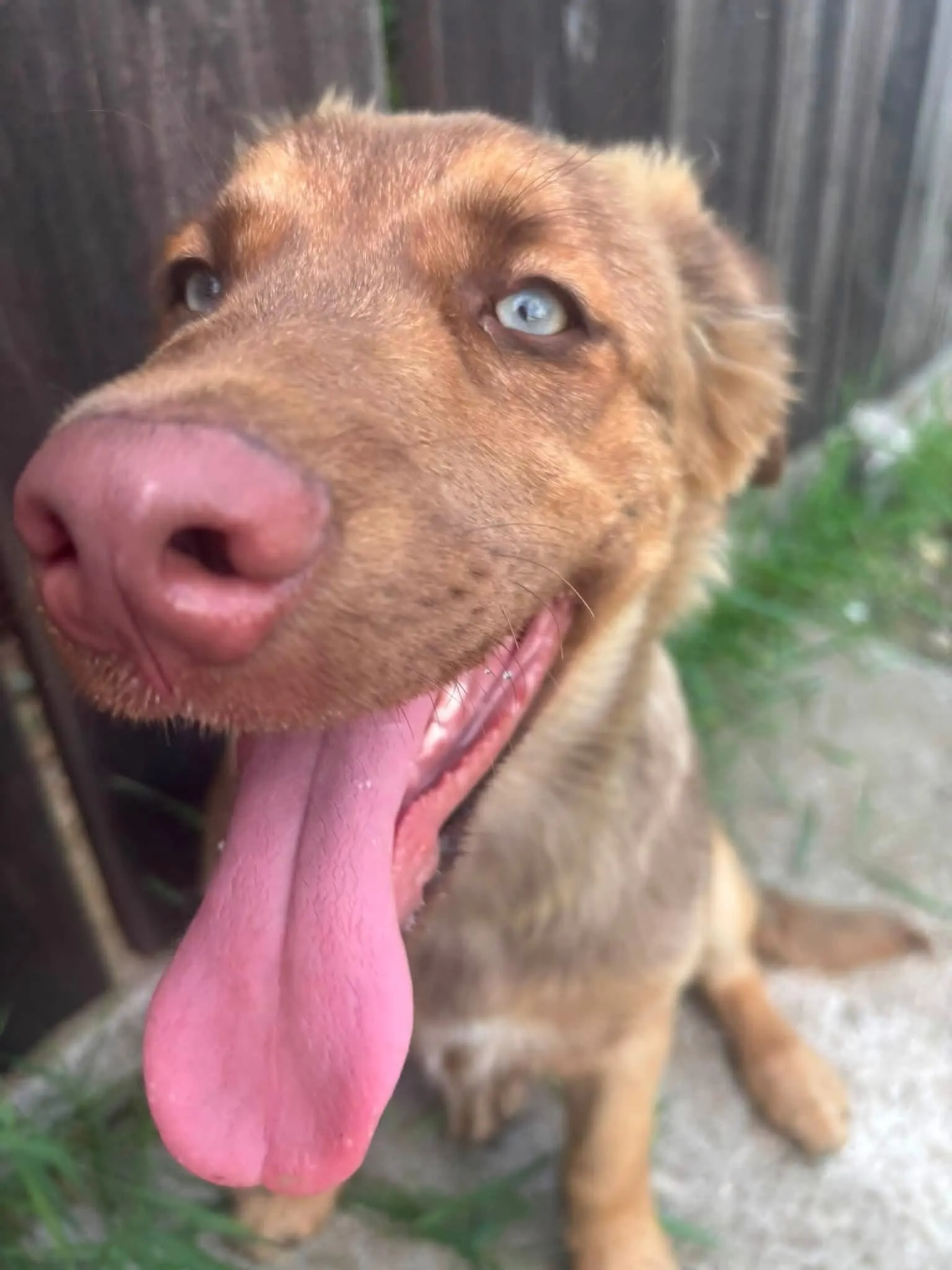 🐕 Un câine caută o casă nouă