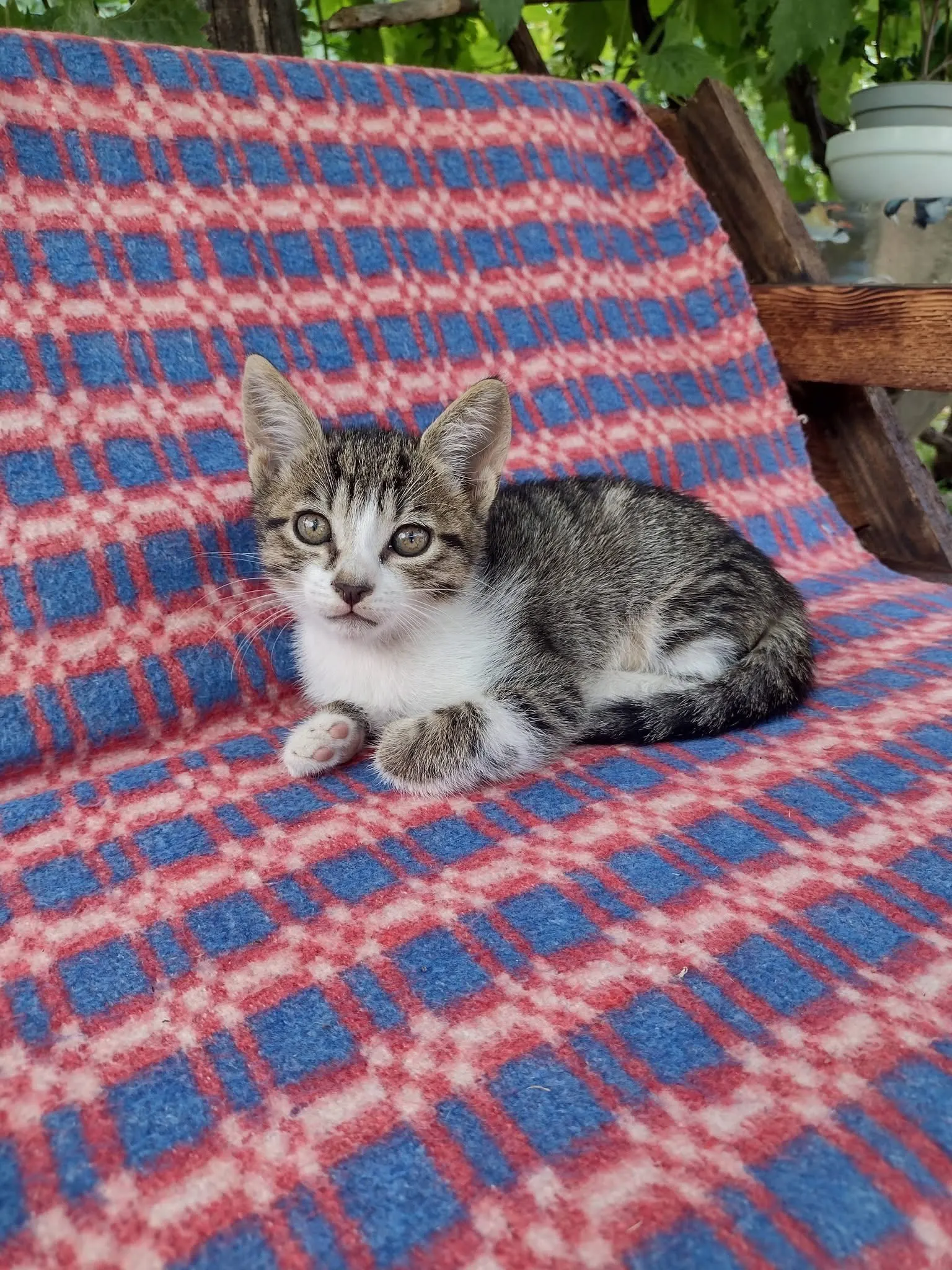 🐈 Un pisic caută o casă nouă