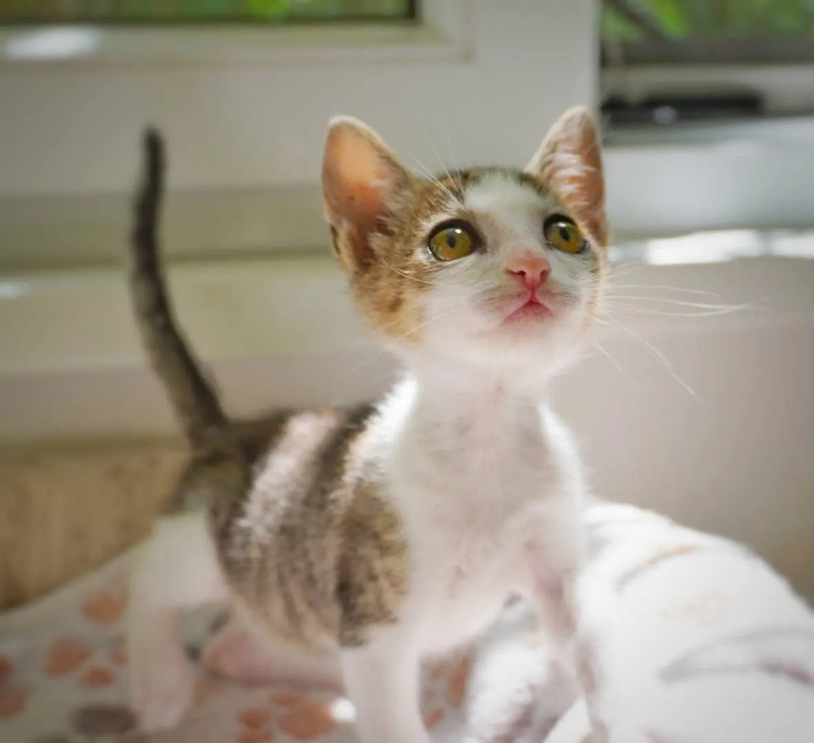 🐈 Munmu caută o casă nouă