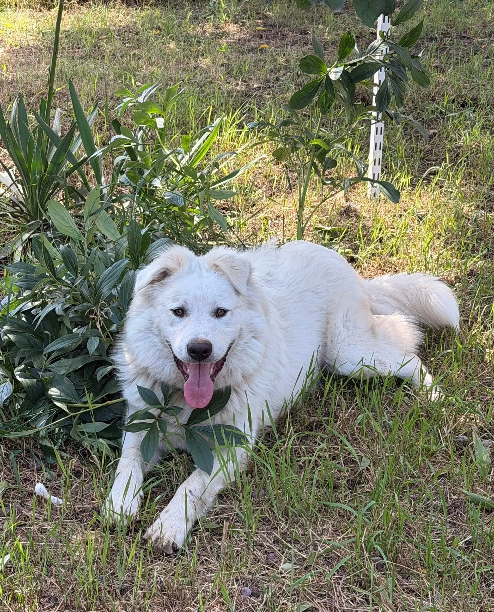 🐕 Rocky pierdut în Fundeni - Dobroești
