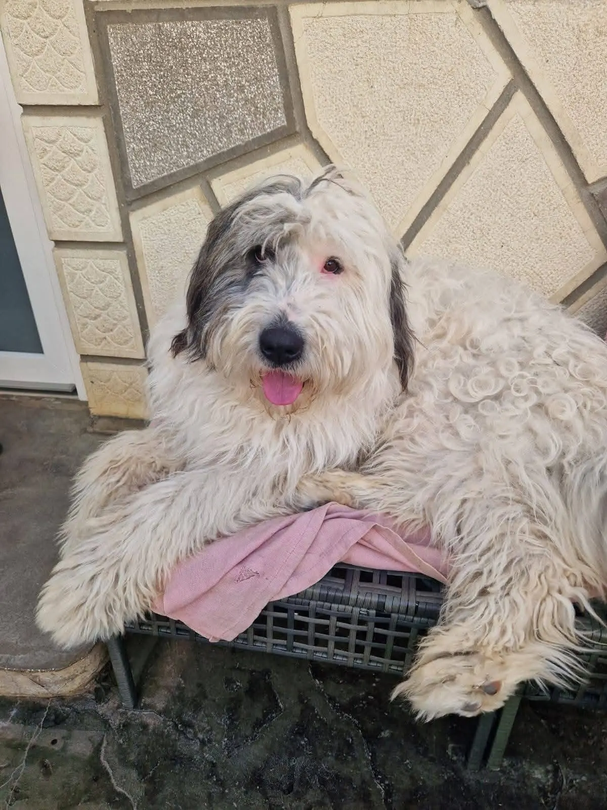 🐕 Luck pierdut în Periș