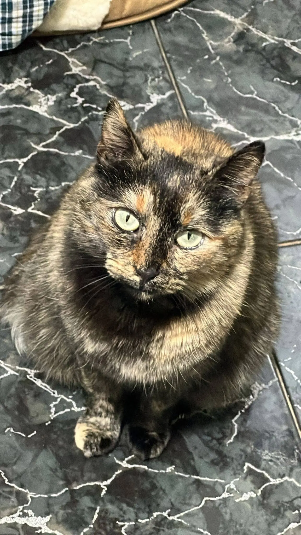 🐈 Pisa pierdută în București