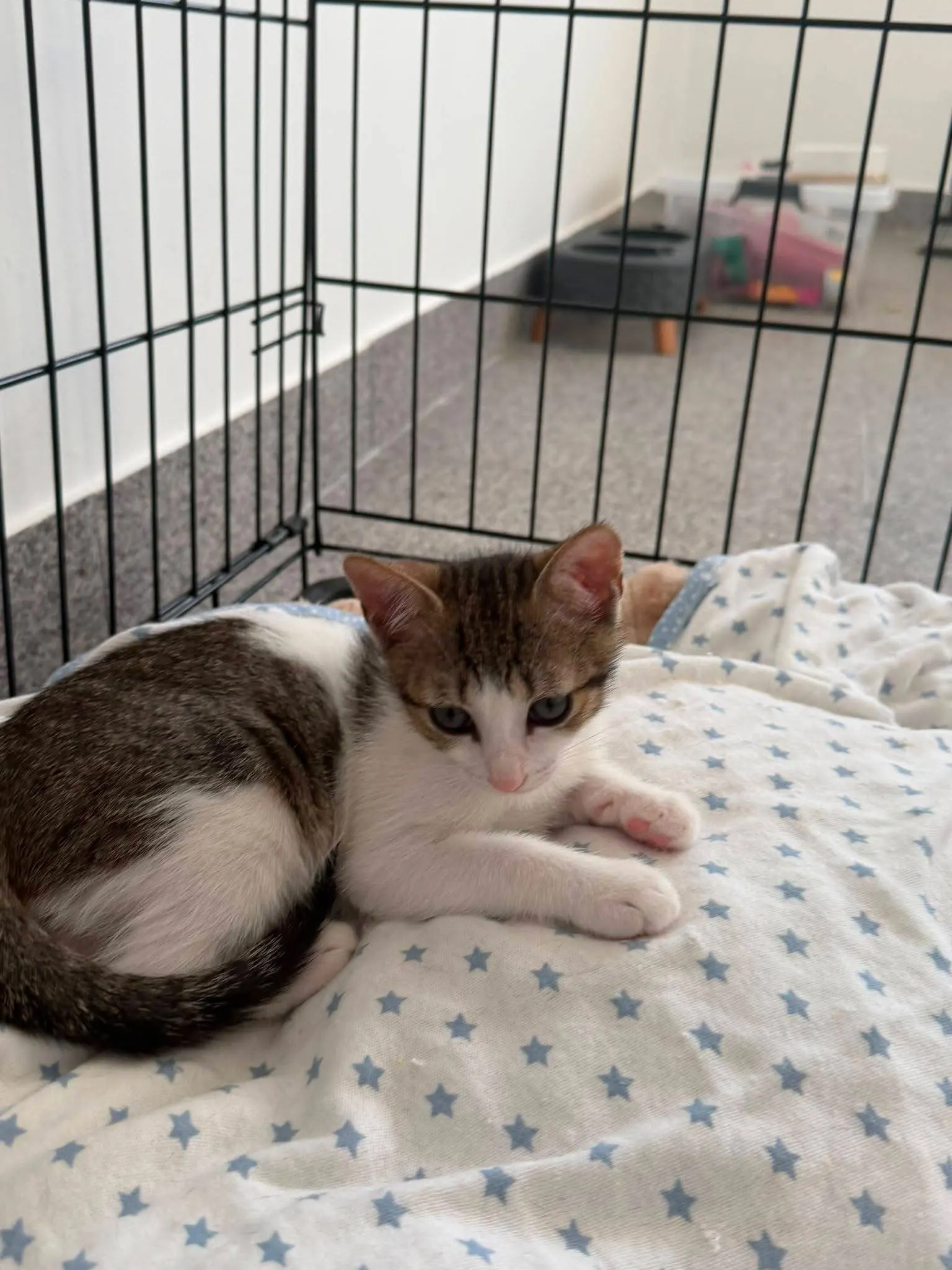 🐈 Mindy caută o casă nouă