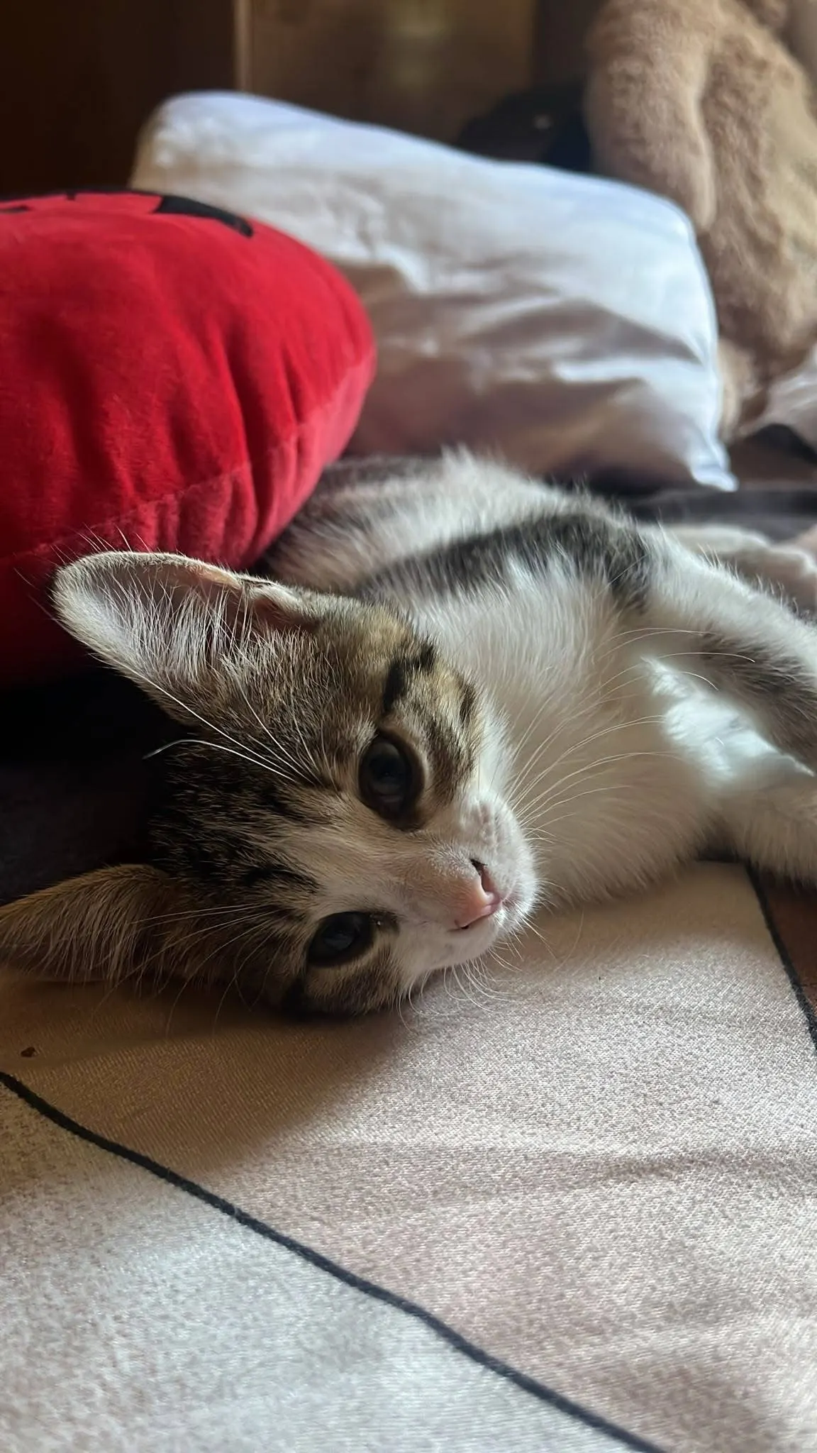 🐈 O pisicuță caută o casă nouă