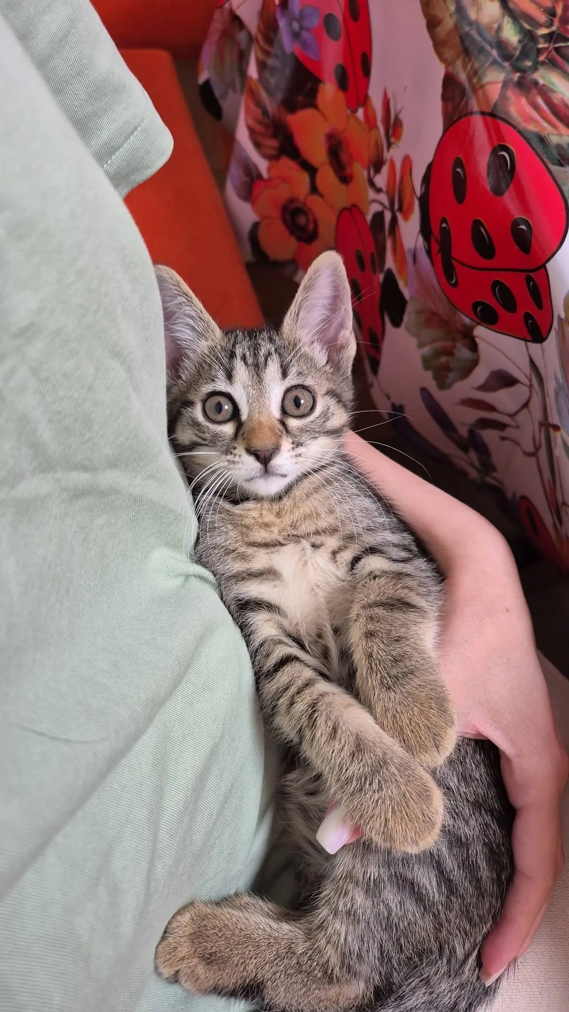 🐈 Miki caută o casă nouă