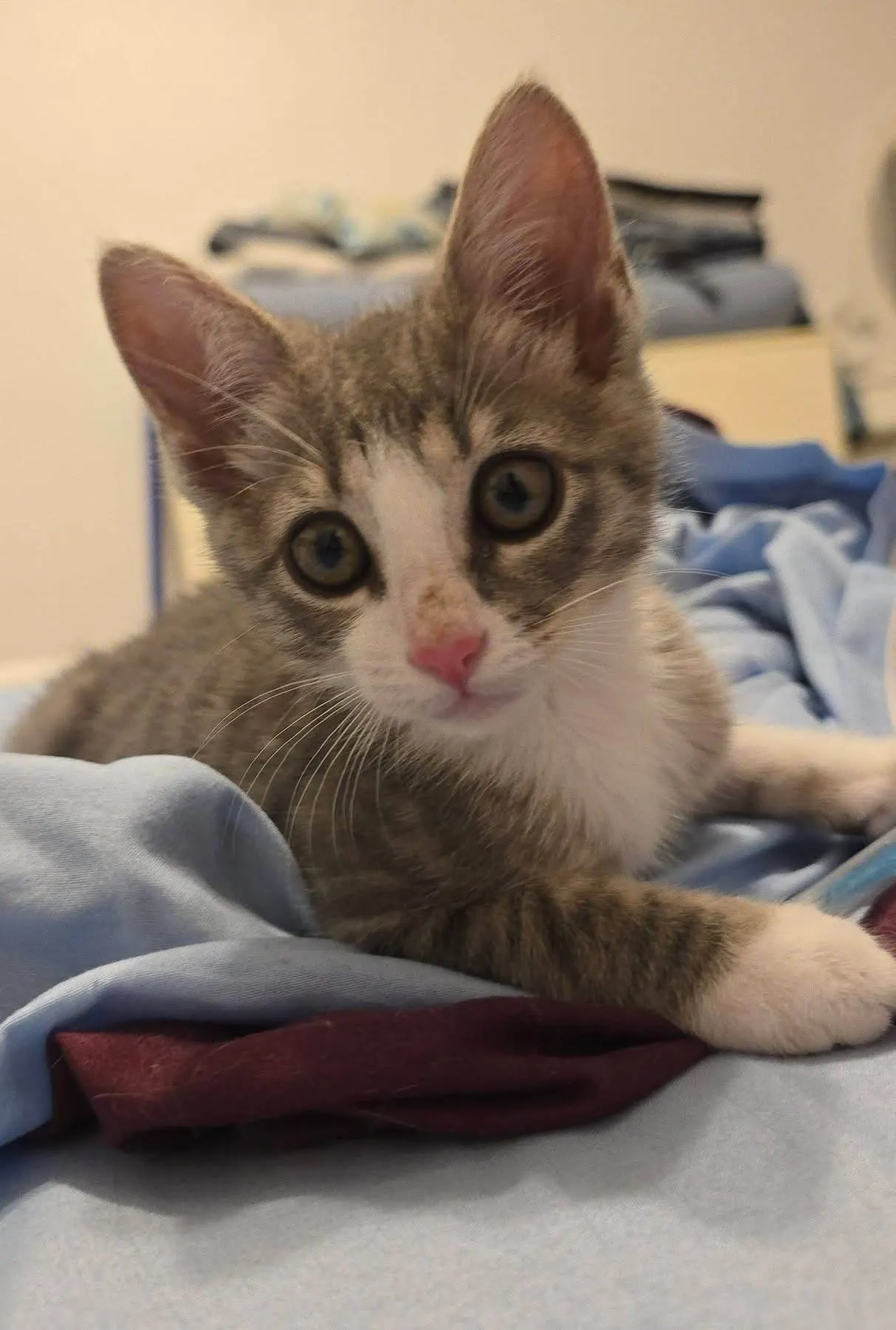 🐈 Un pisic caută o casă nouă