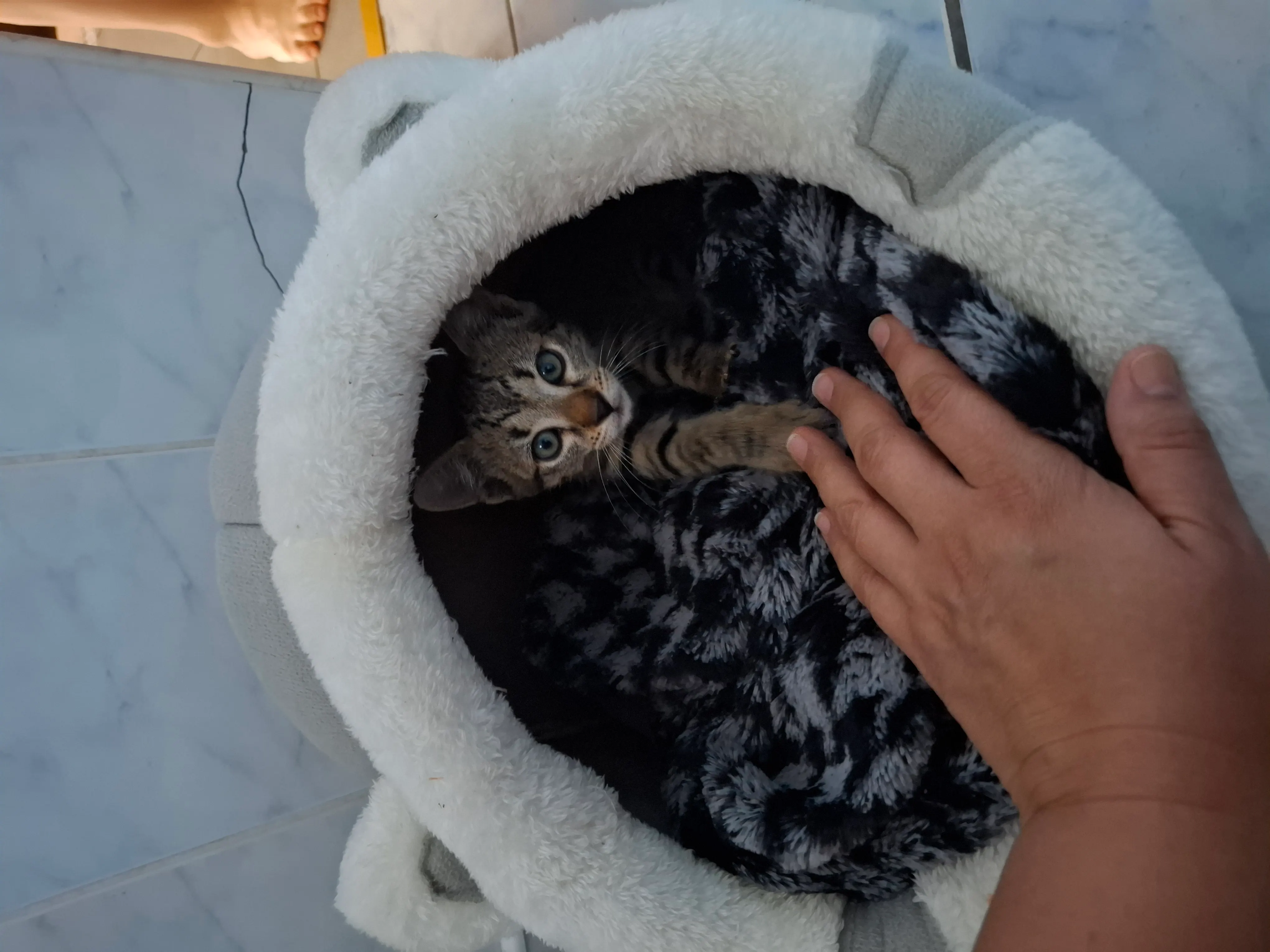 🐈 Capsunica caută o casă nouă